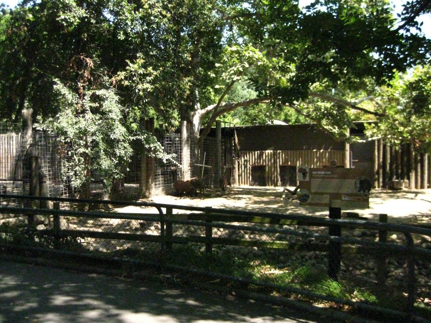 Red River Hog Exhibit # 1