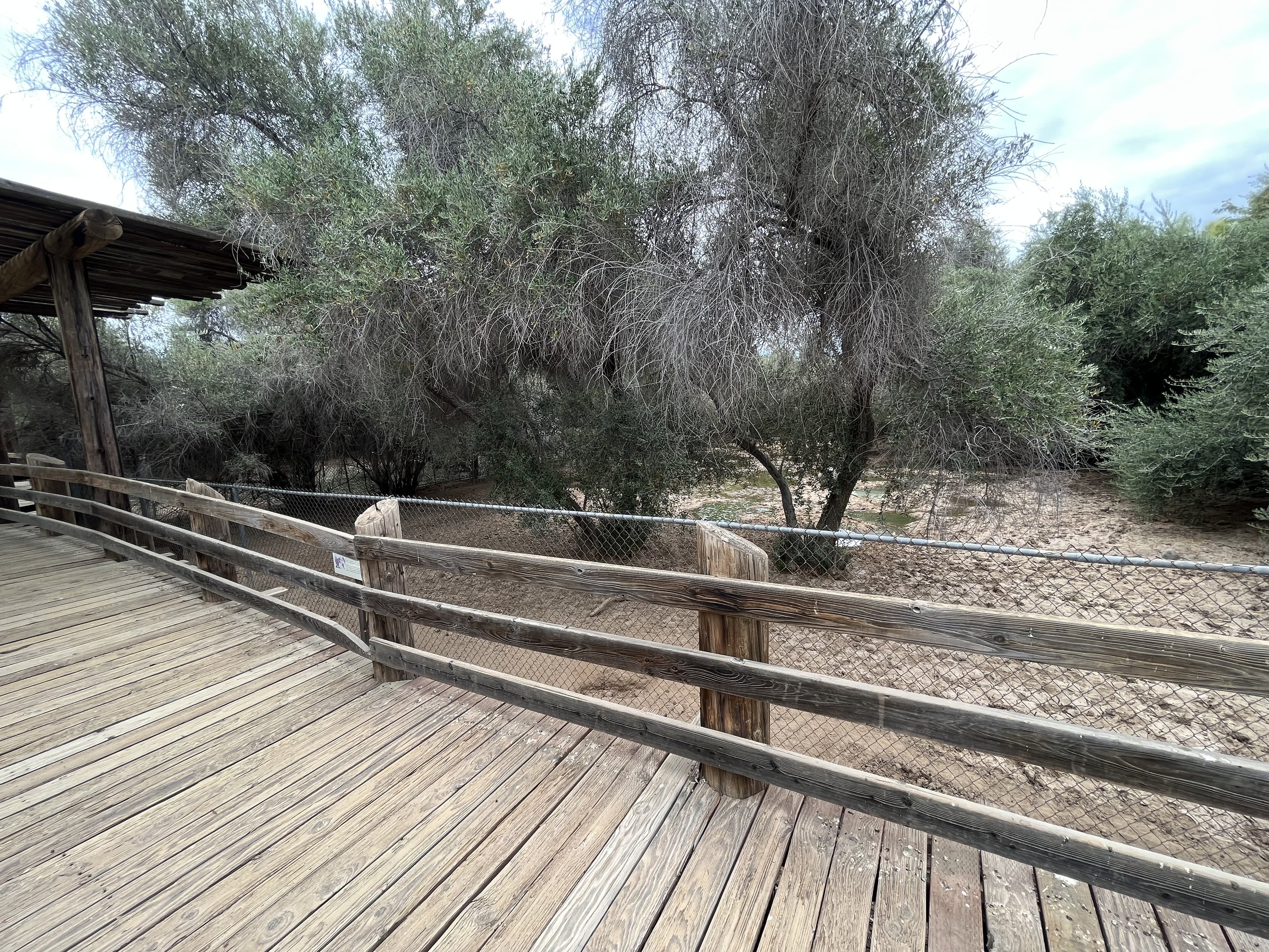Red River Hog Exhibit #1