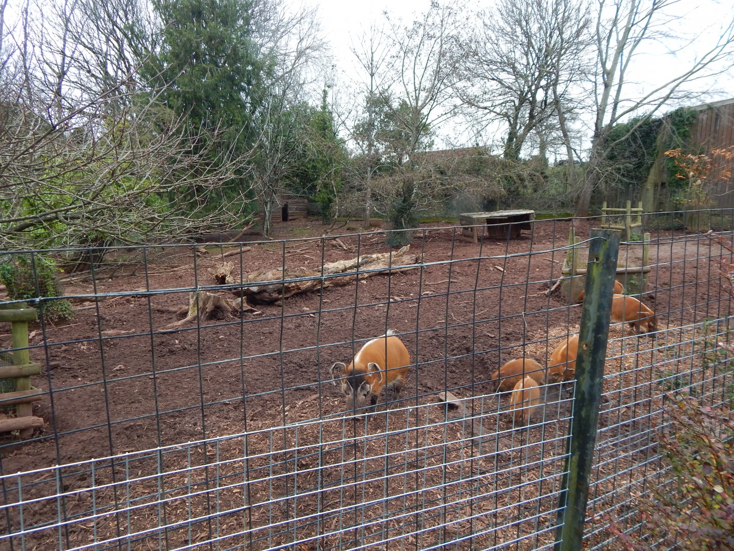 Red river hog exhibit 111224