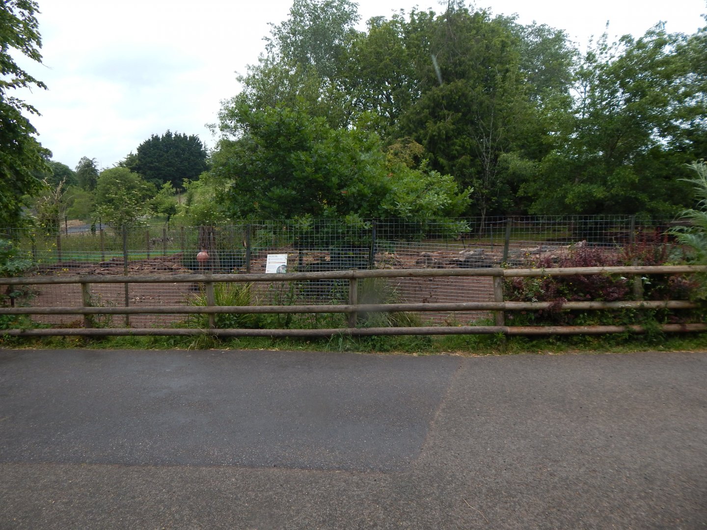 Red river hog exhibit 130624