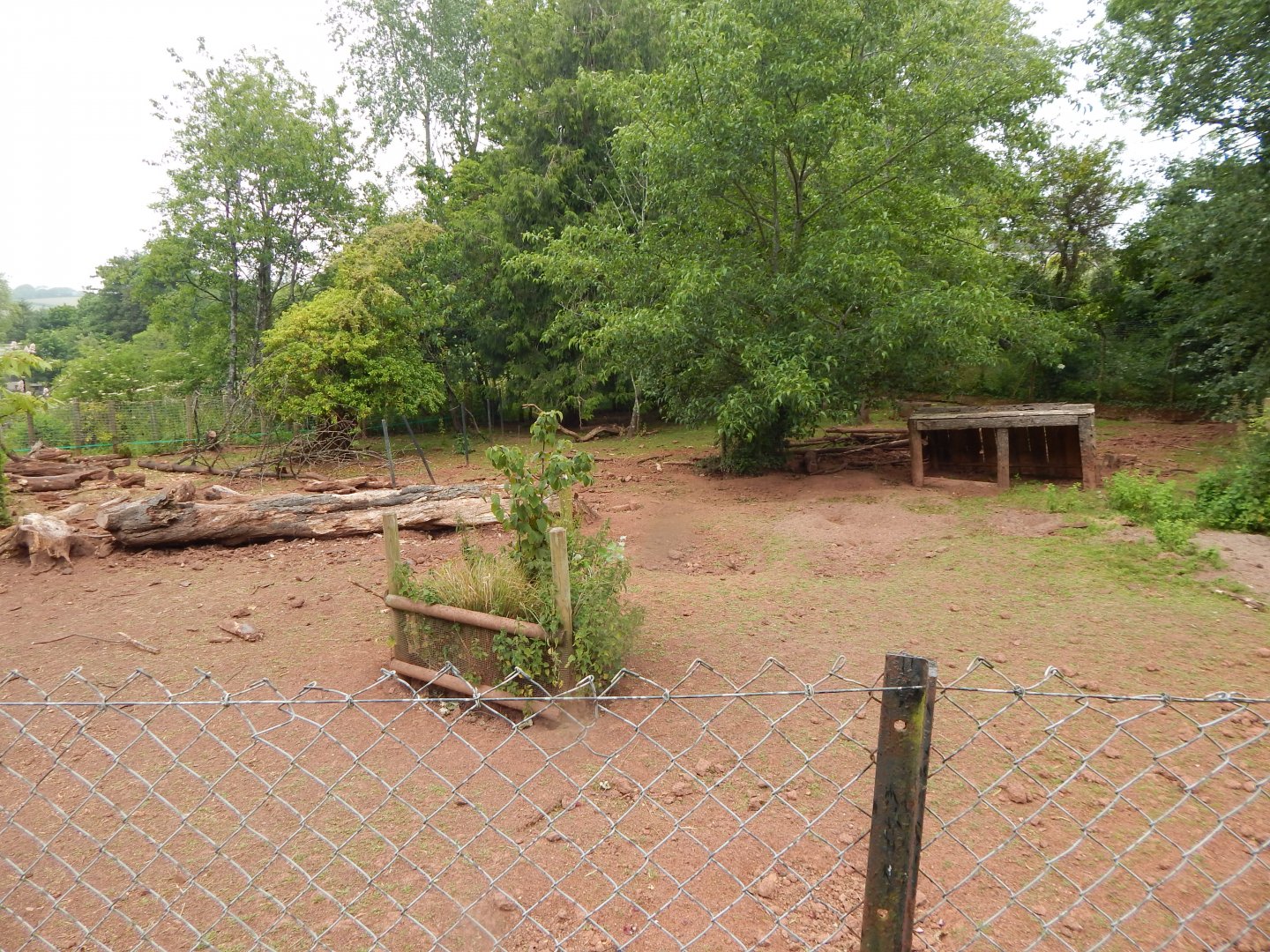 Red river hog exhibit 130624