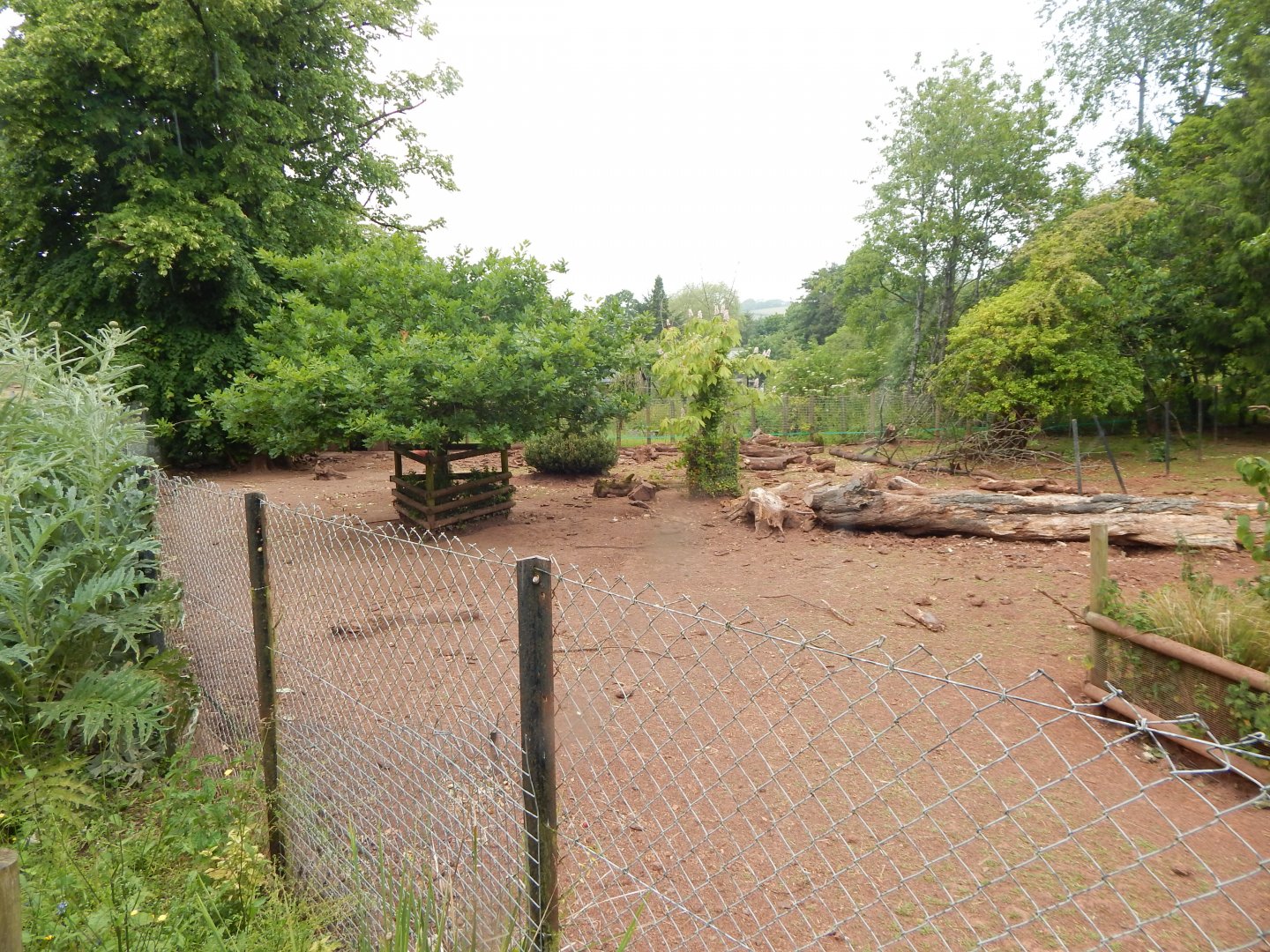 Red river hog exhibit 130624