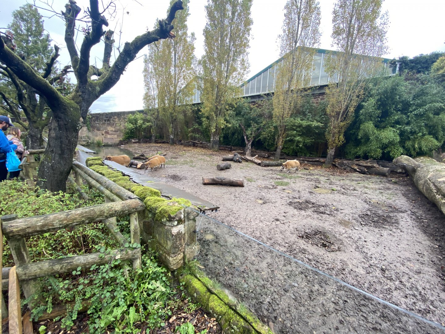 Red river hog exhibit 191021