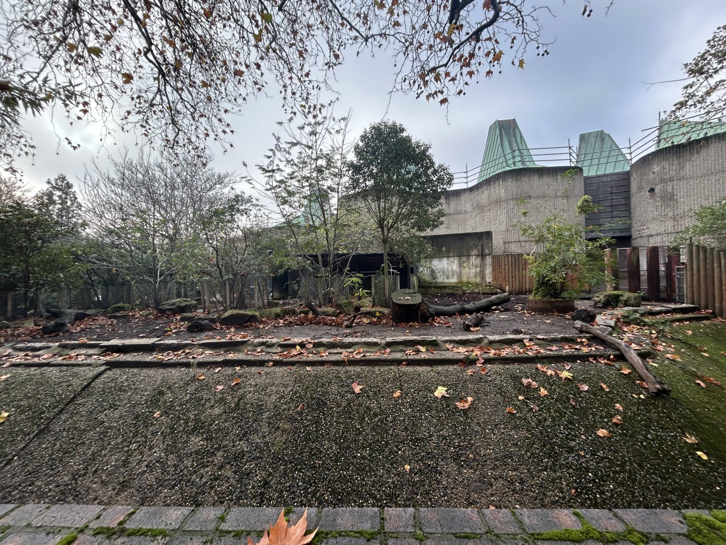 Red River Hog Exhibit #2 - Casson Pavillon