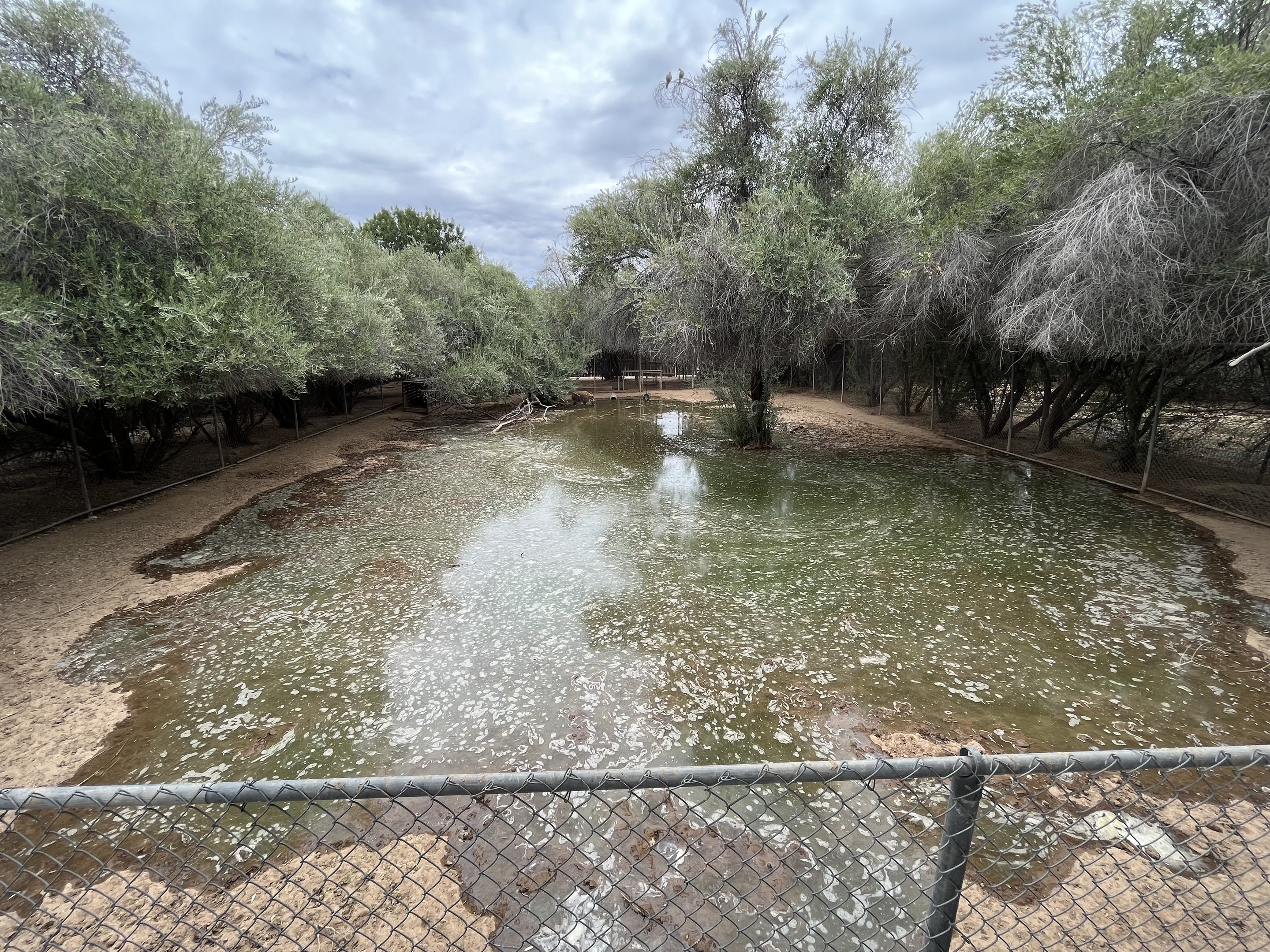Red River Hog Exhibit #2