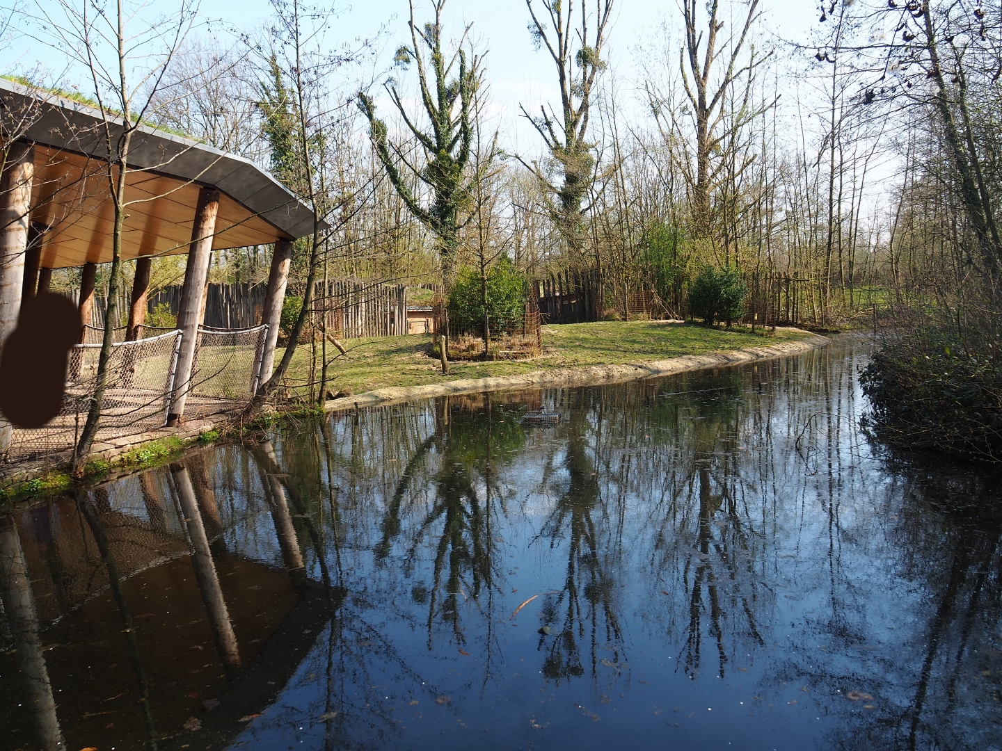 Red river hog exhibit, 2019-03-30