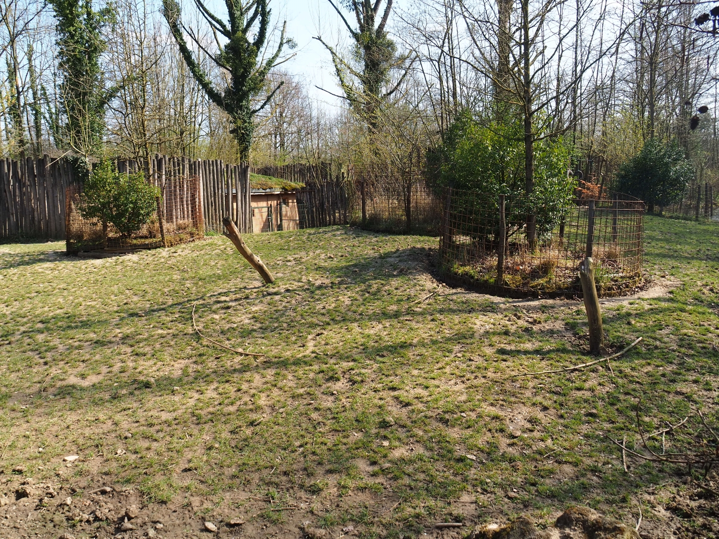 Red river hog exhibit, 2019-03-30
