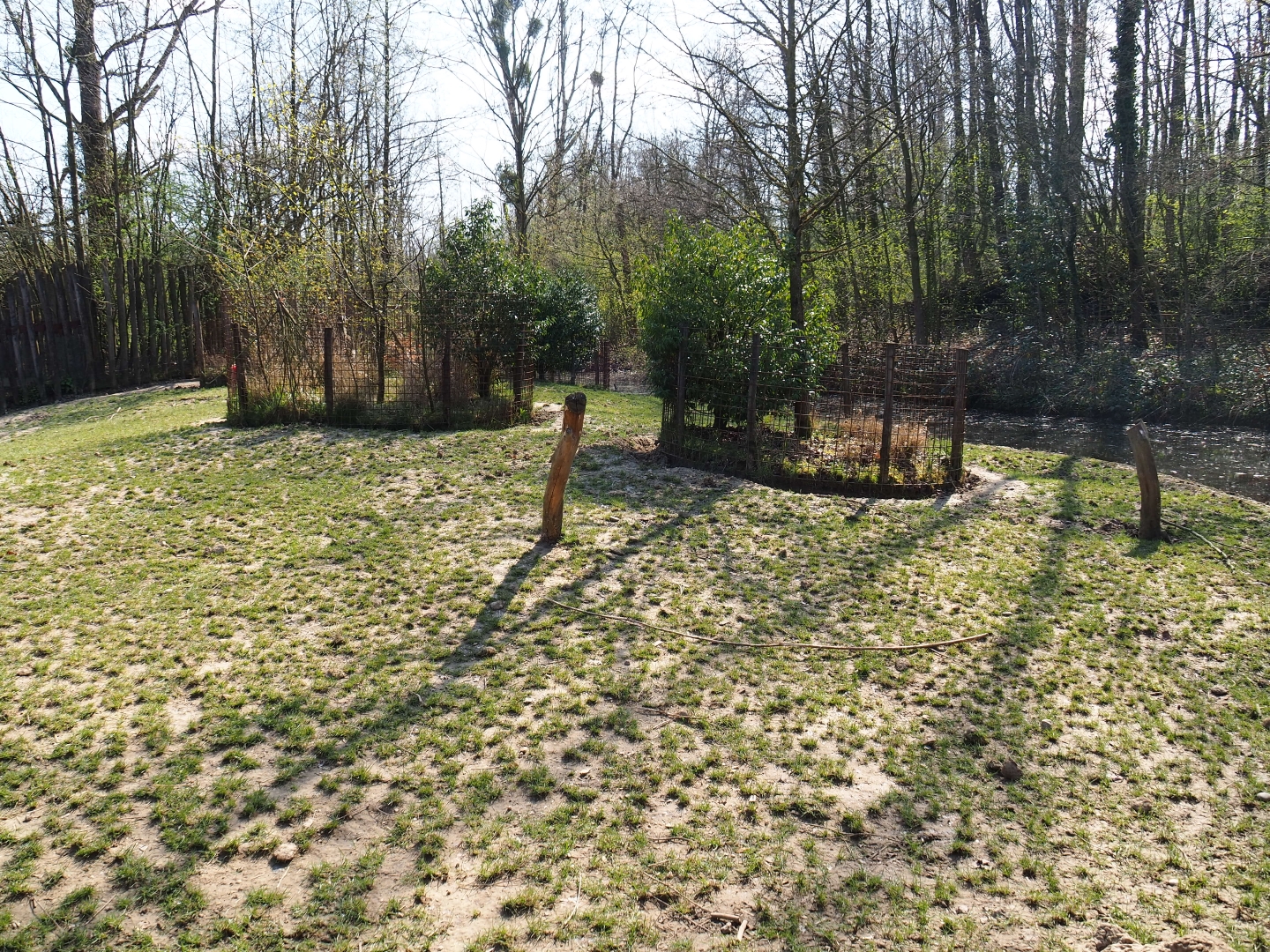 Red river hog exhibit, 2019-03-30