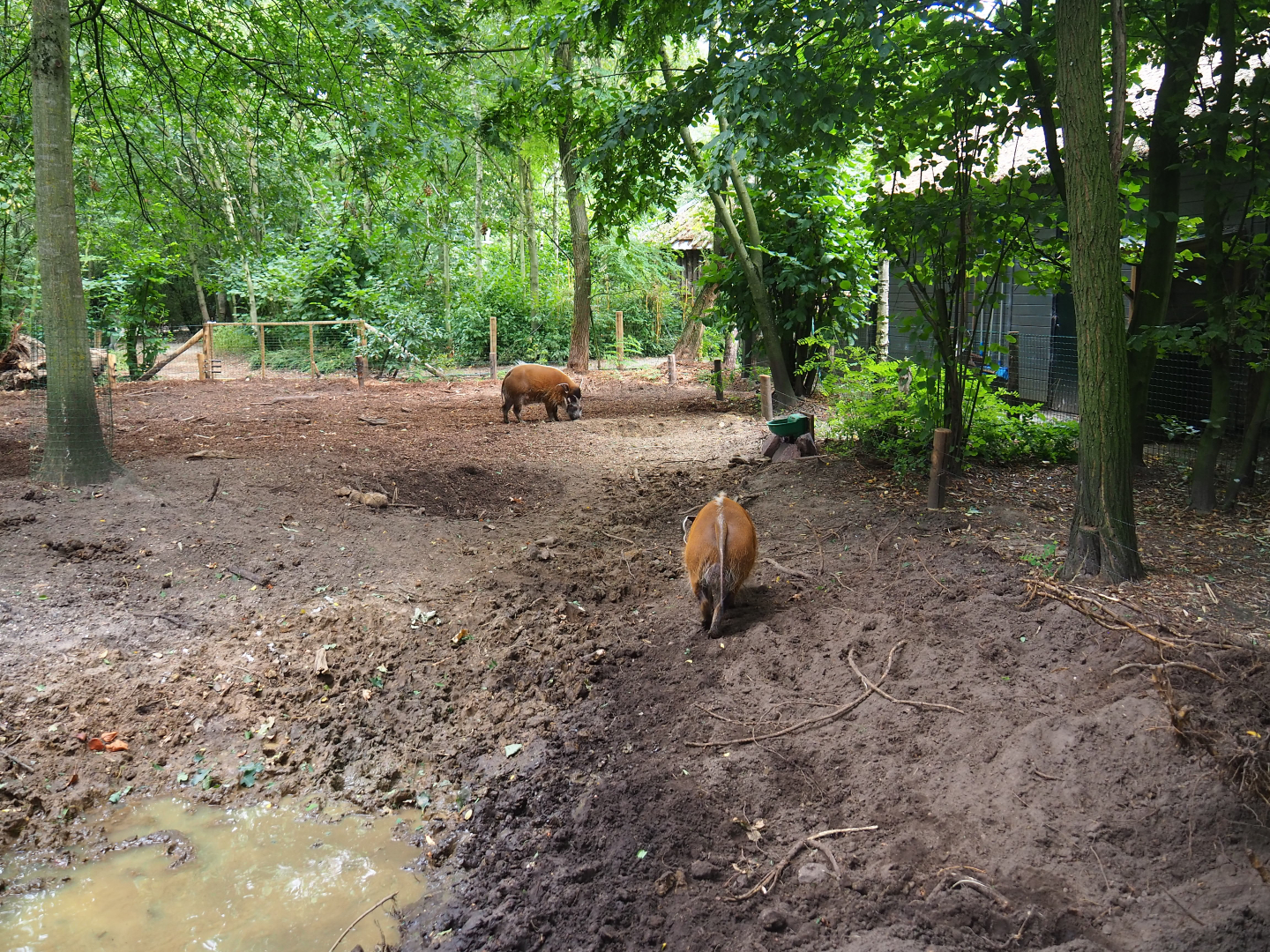 Red river hog exhibit, 2019-08-11