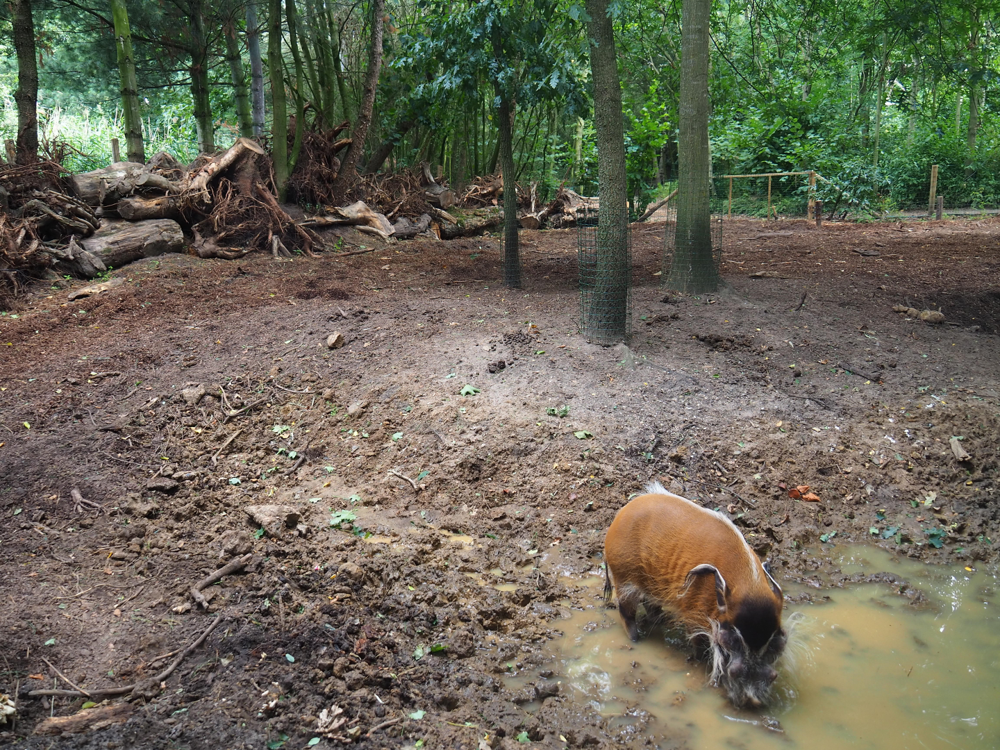 Red river hog exhibit, 2019-08-11