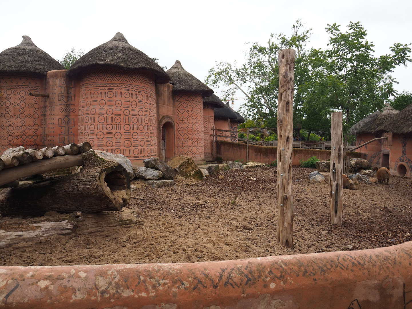 Red river hog exhibit, 2019-10-04