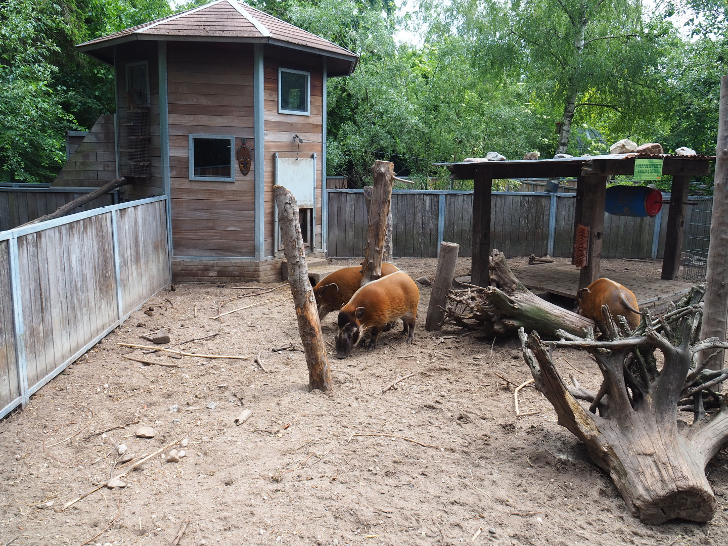 Red river hog exhibit, 2022-05-17