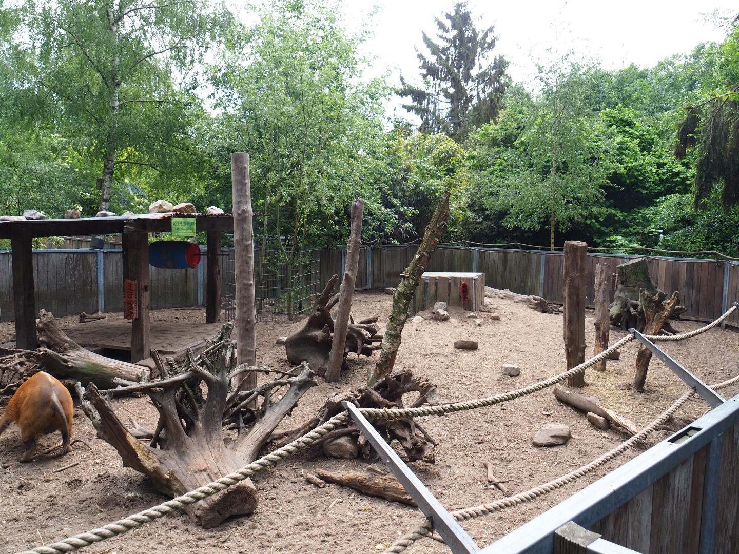 Red river hog exhibit, 2022-05-17
