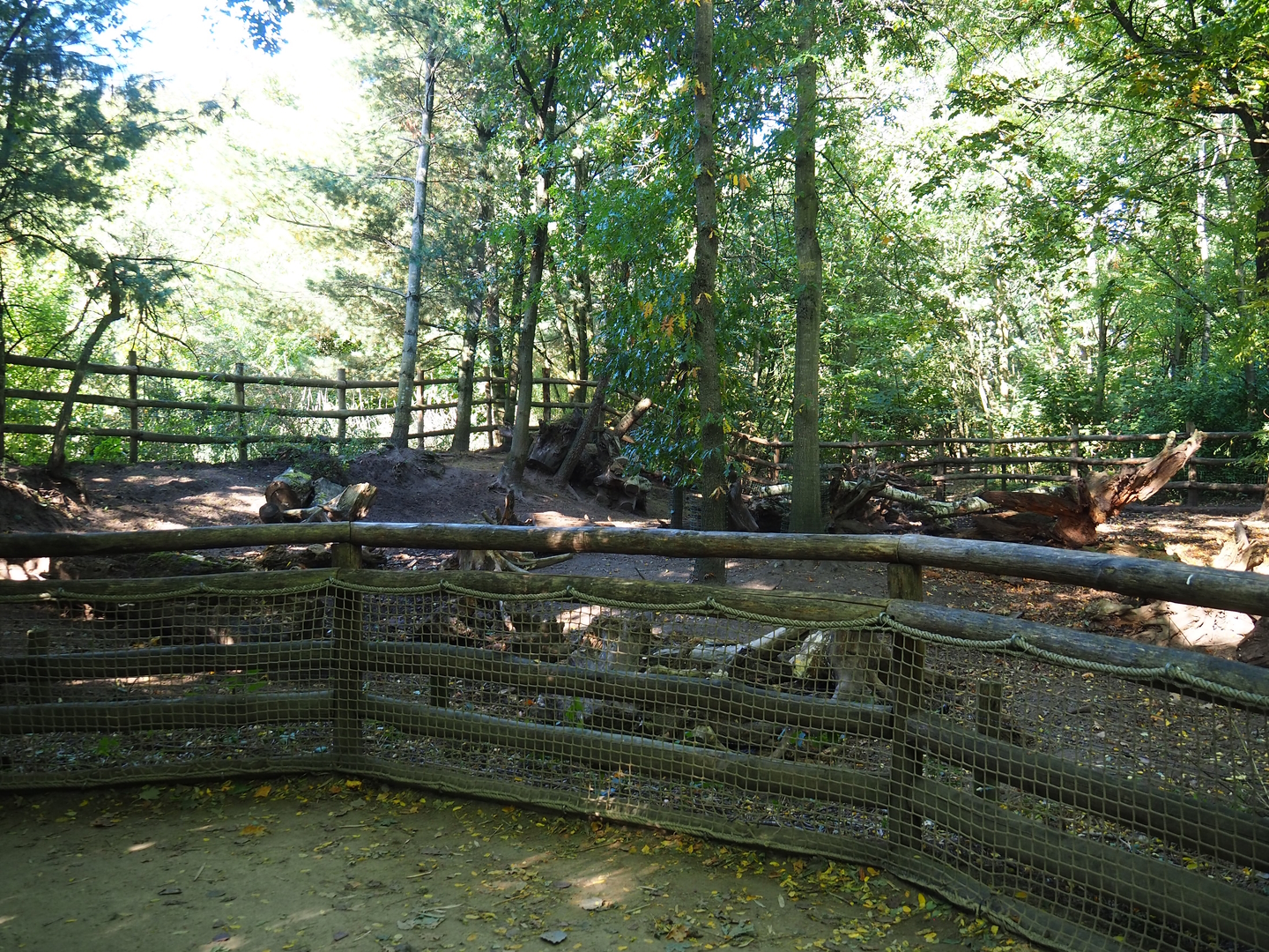 Red river hog exhibit, 2022-10-09