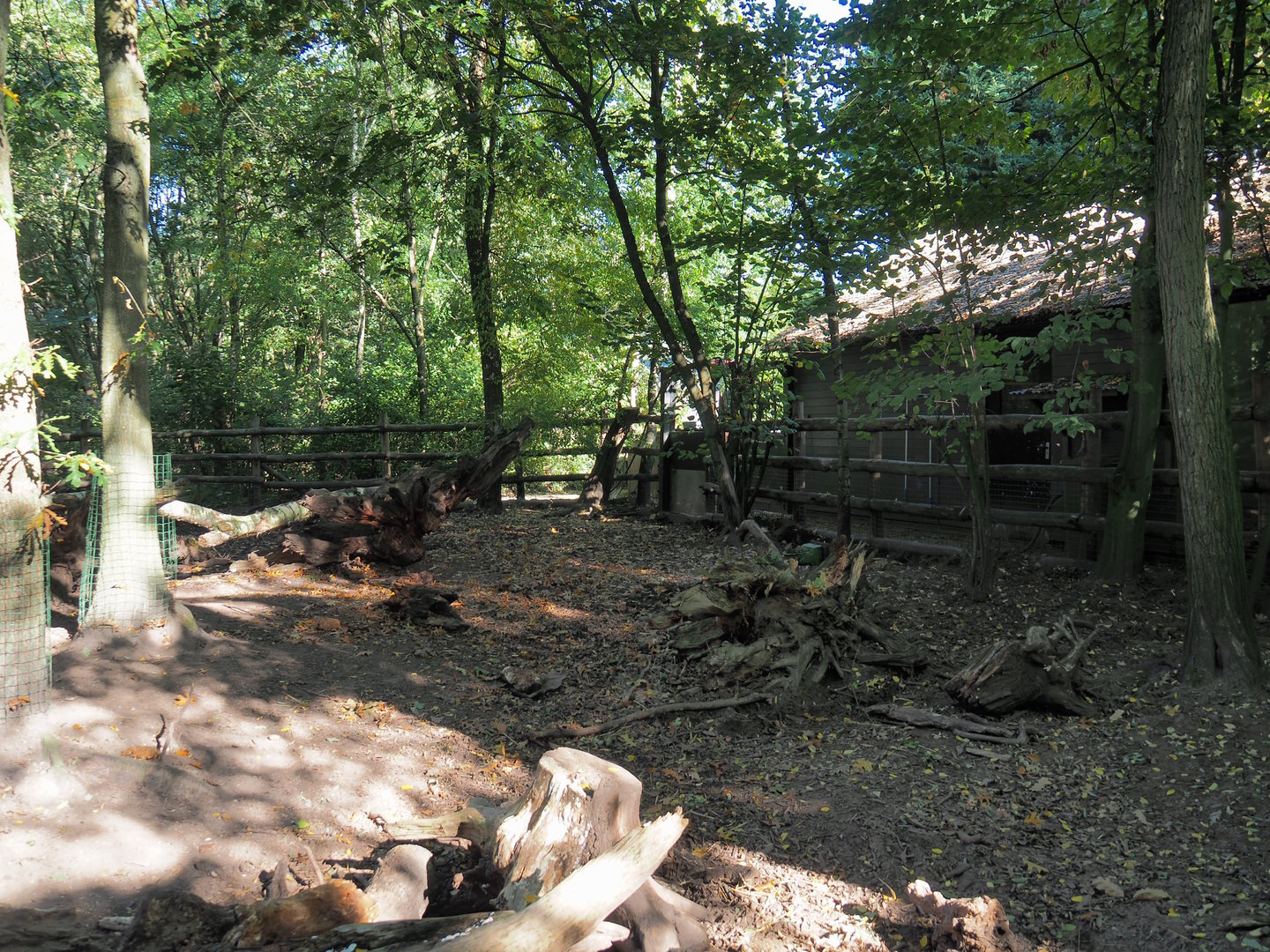 Red river hog exhibit, 2022-10-09