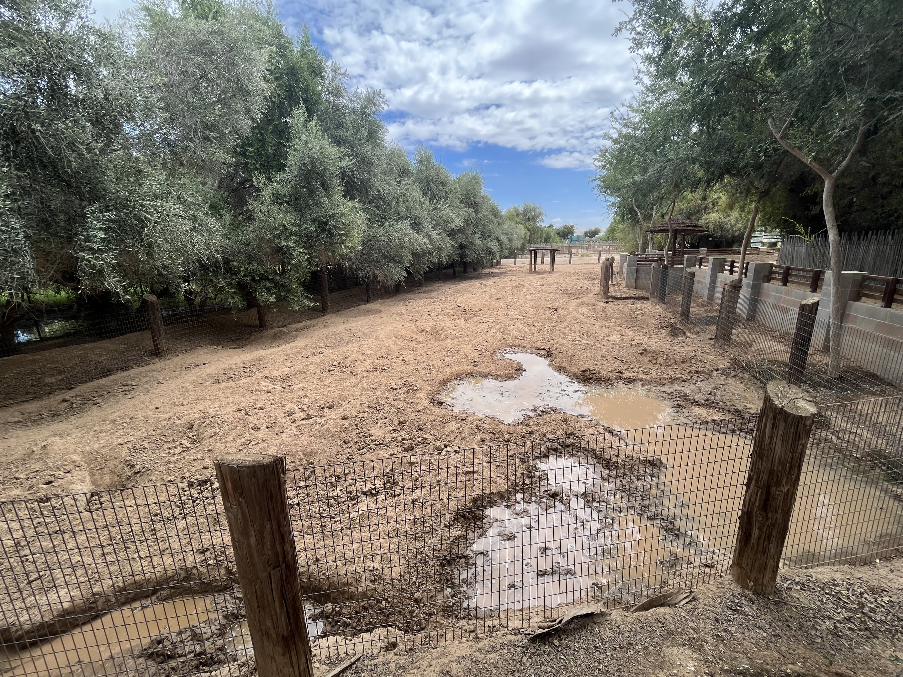 Red River Hog Exhibit #3