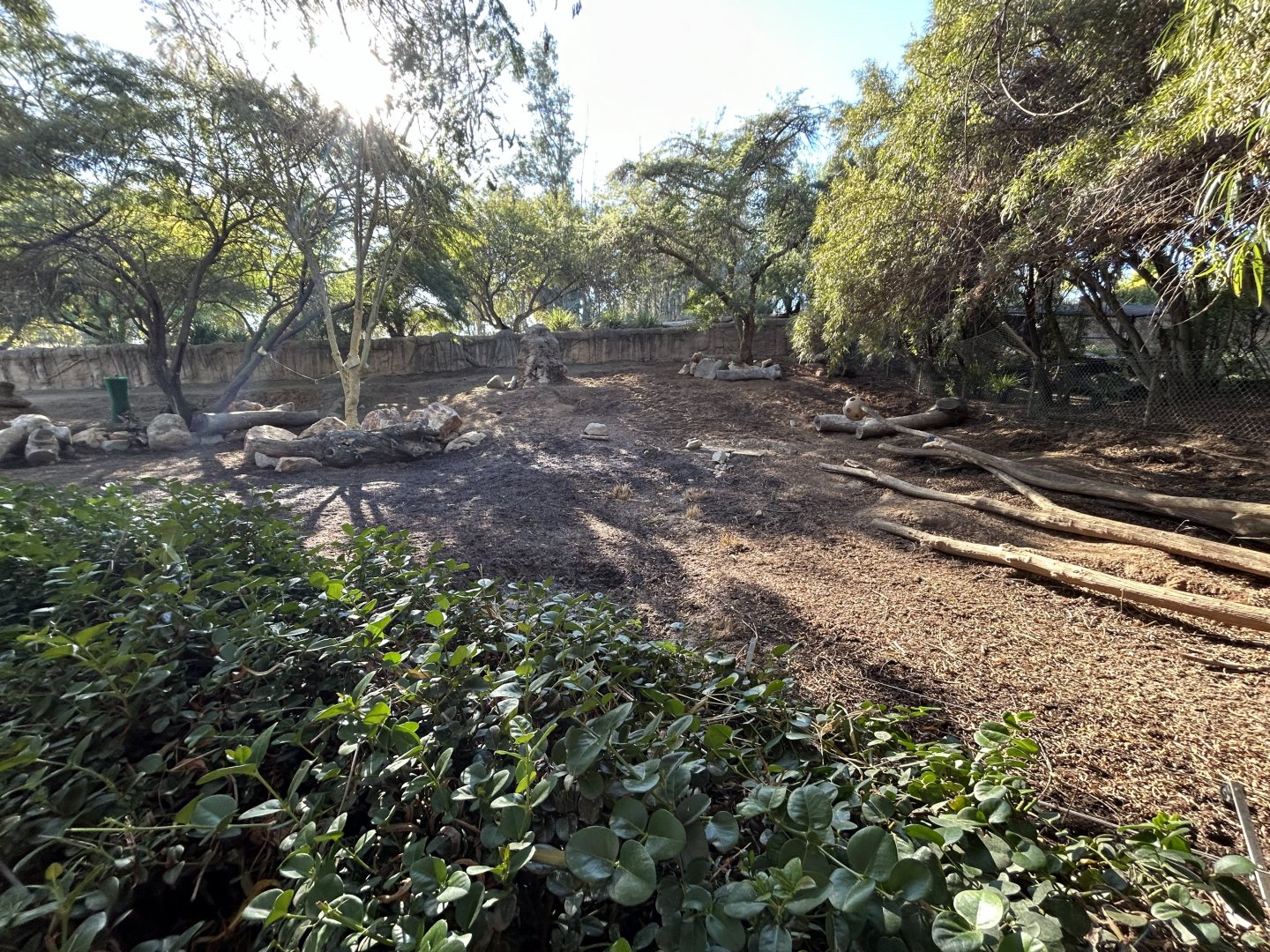 Red River Hog Exhibit - African Loop
