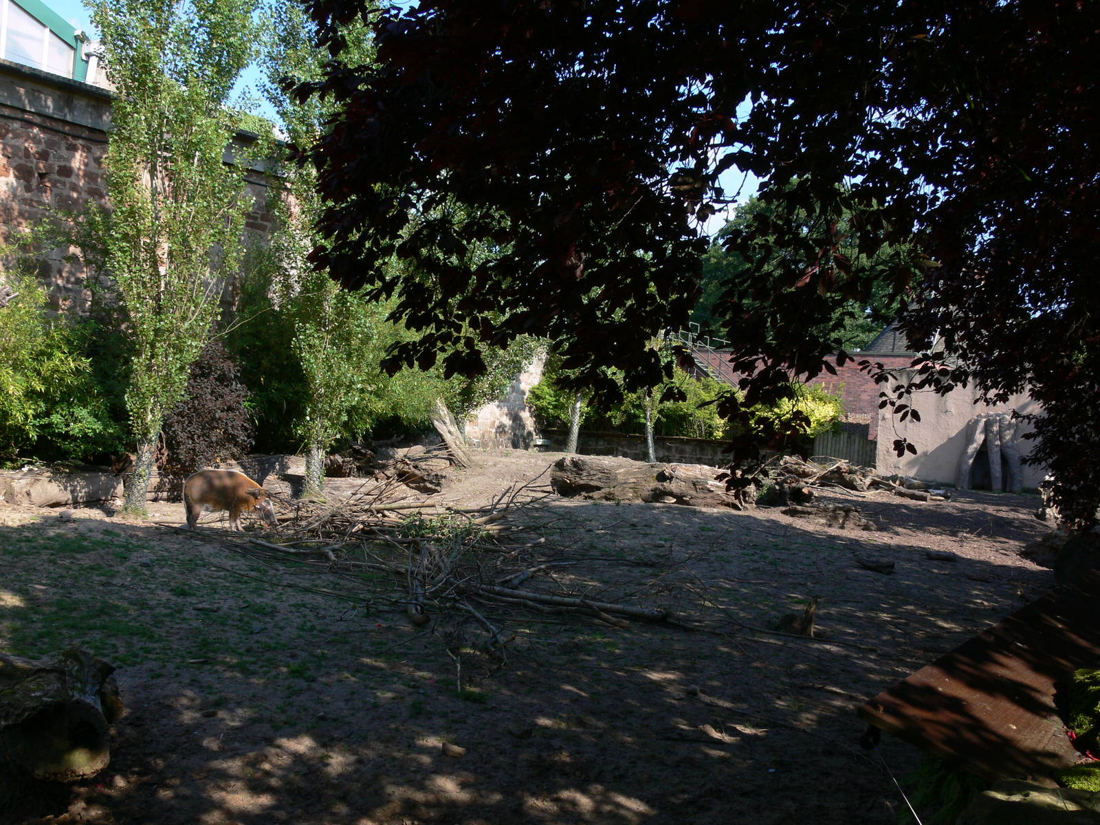 Red River Hog Exhibit at Chester, 23/07/14