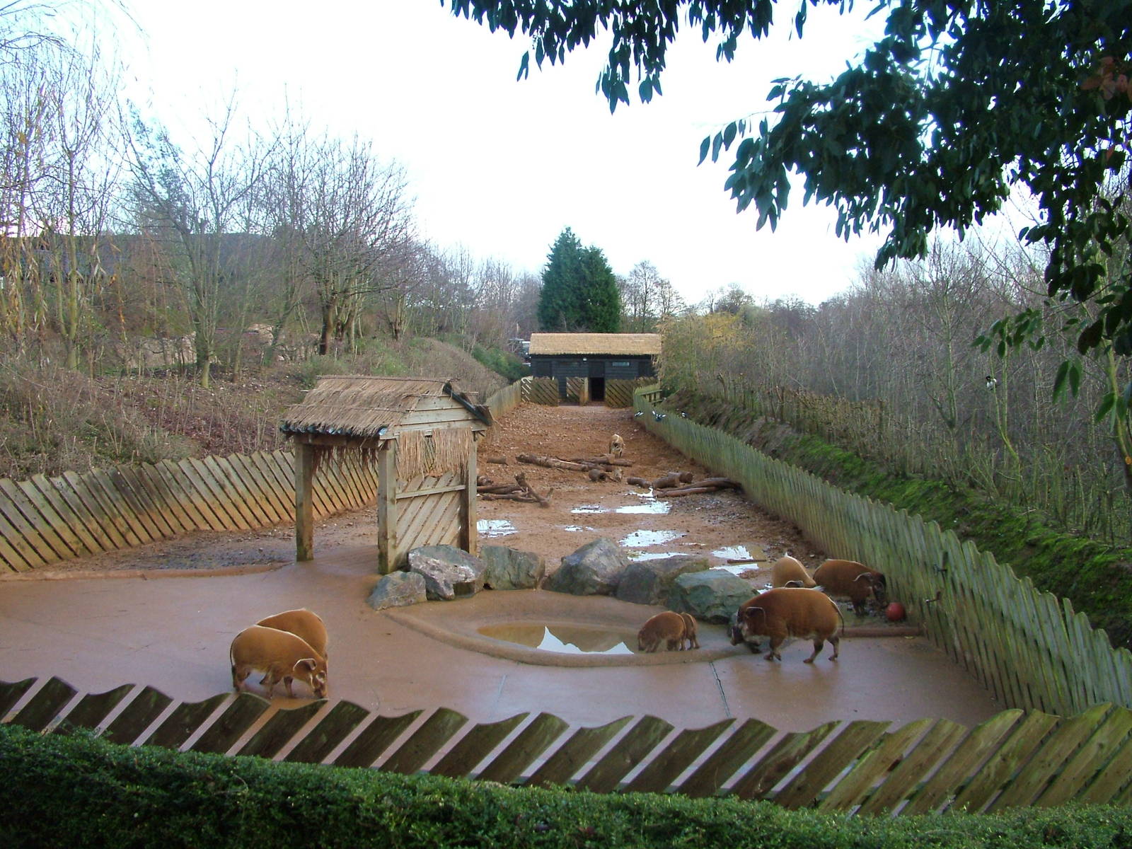 Red River Hog exhibit at Colchester 29/11/09