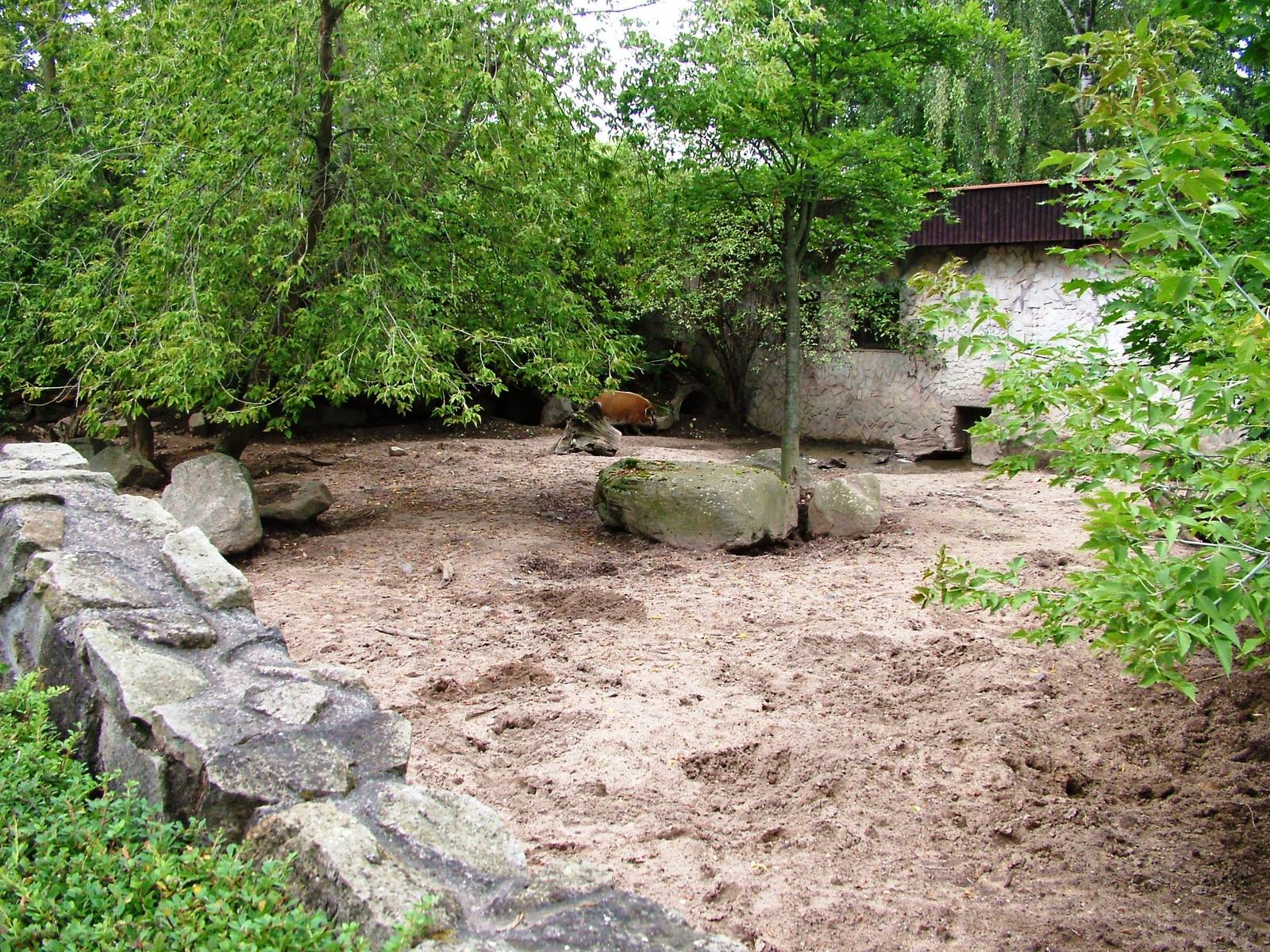 Red River Hog Exhibit at Dvur Kralove, 27/08/12