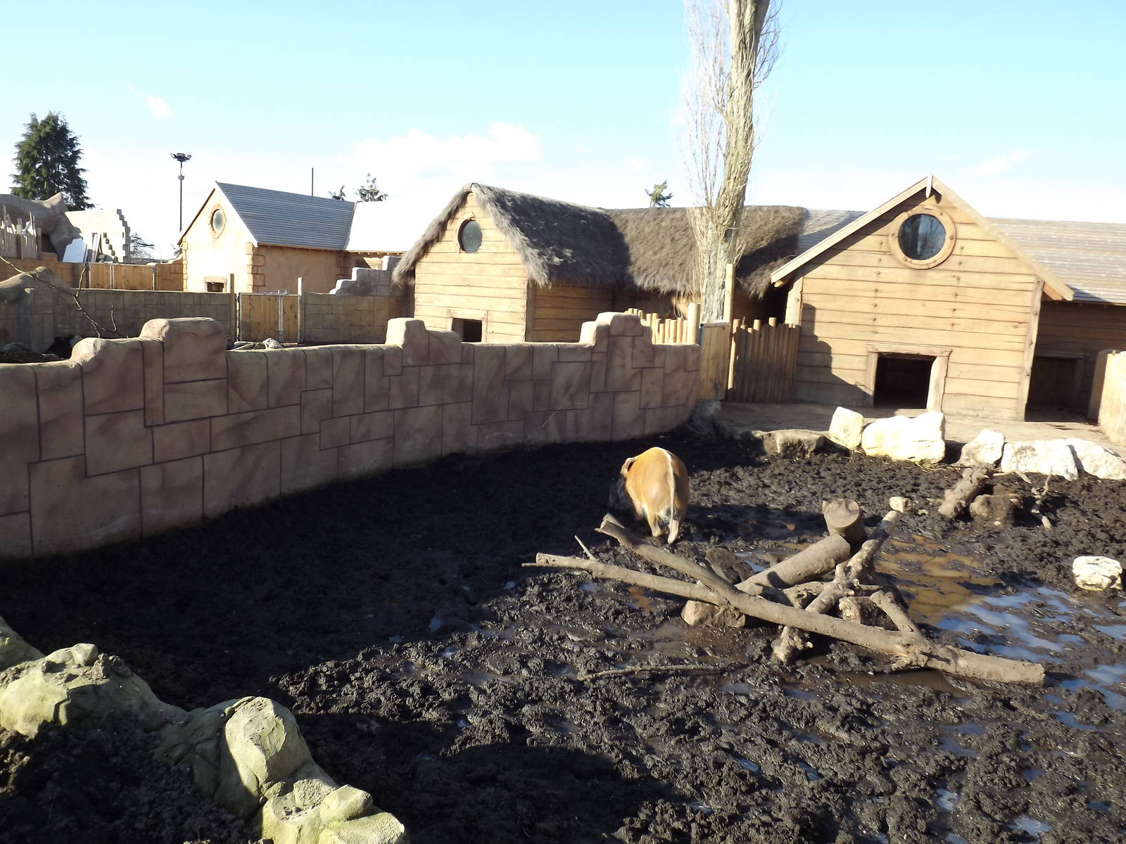 Red River Hog exhibit at Flamingoland 19/02/12