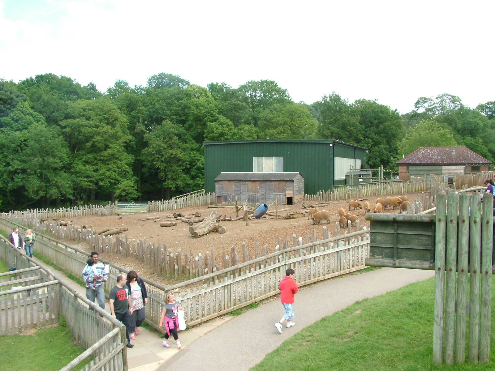 Red River Hog exhibit at Woburn, 20/06/10