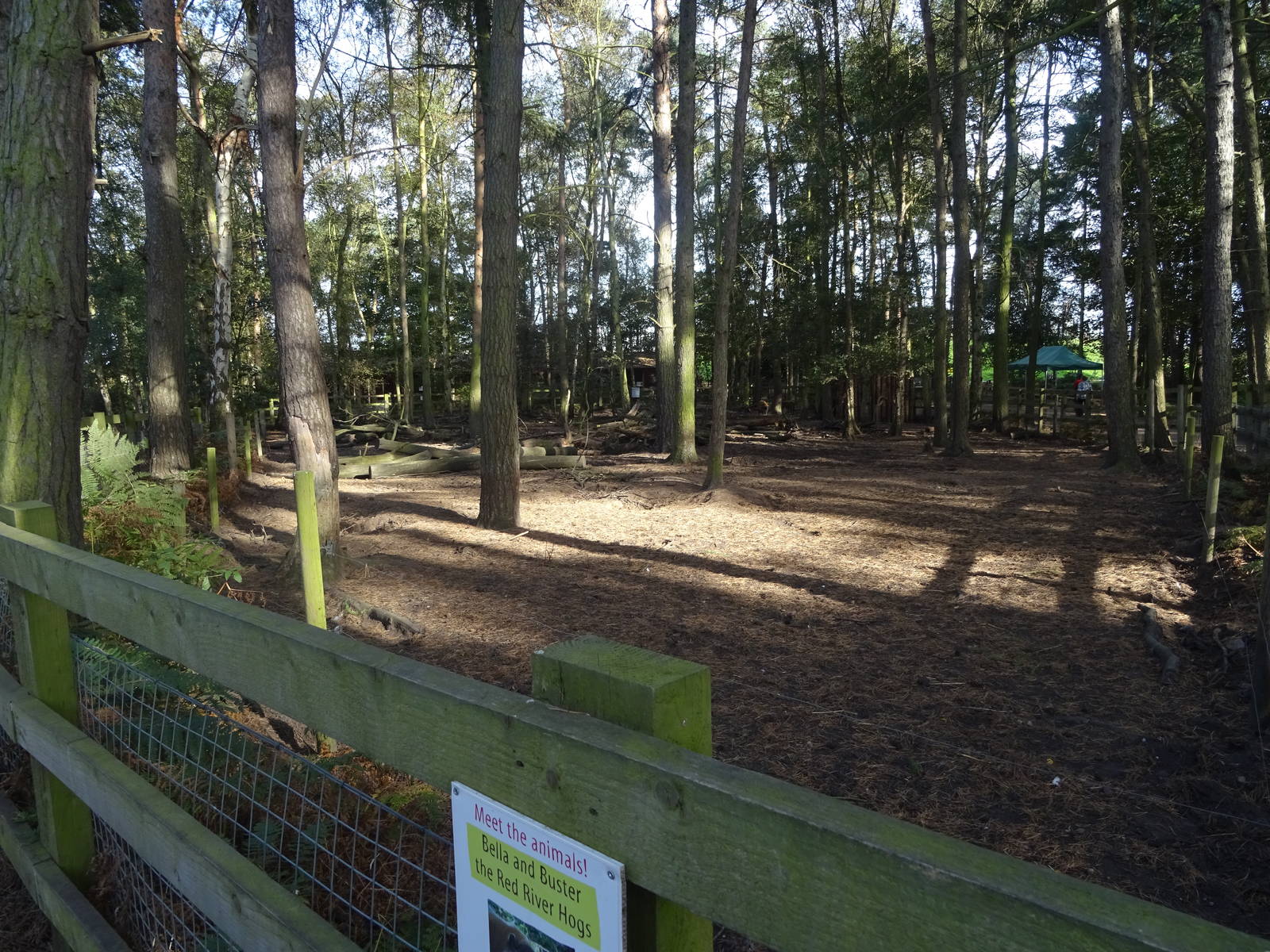 Red River Hog Exhibit at Yorkshire Wildlife Park