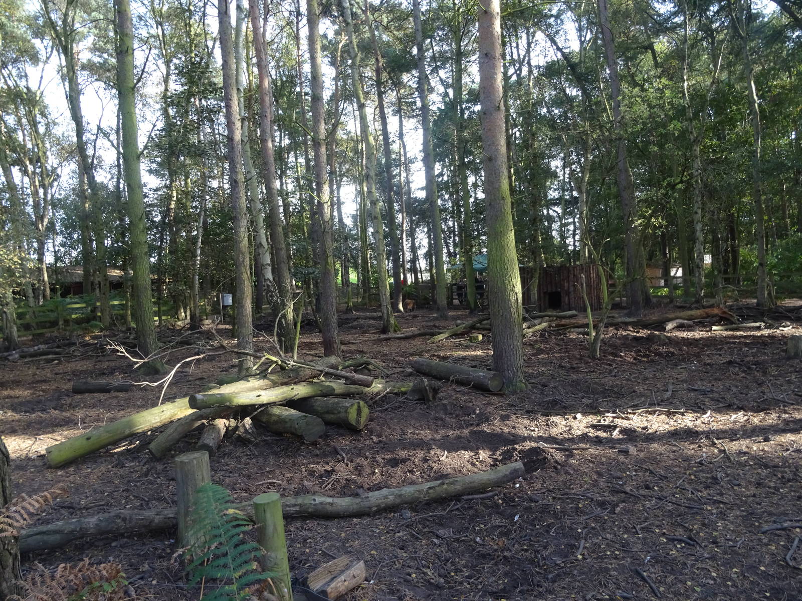 Red River Hog Exhibit at Yorkshire Wildlife Park