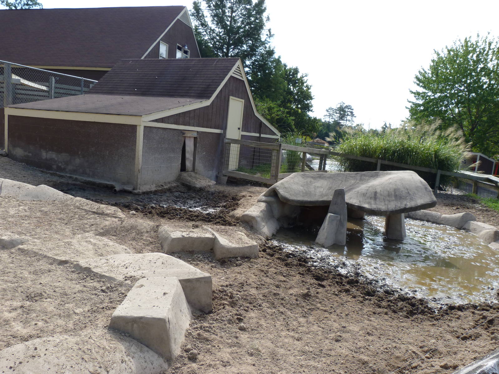 Red River Hog Exhibit - August 2014