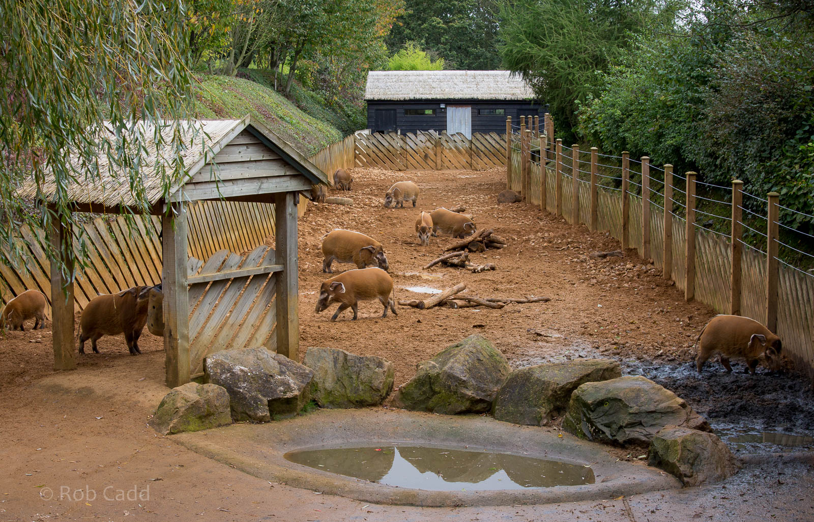 Red river hog (exhibit) : Colchester : 18 Oct 2014