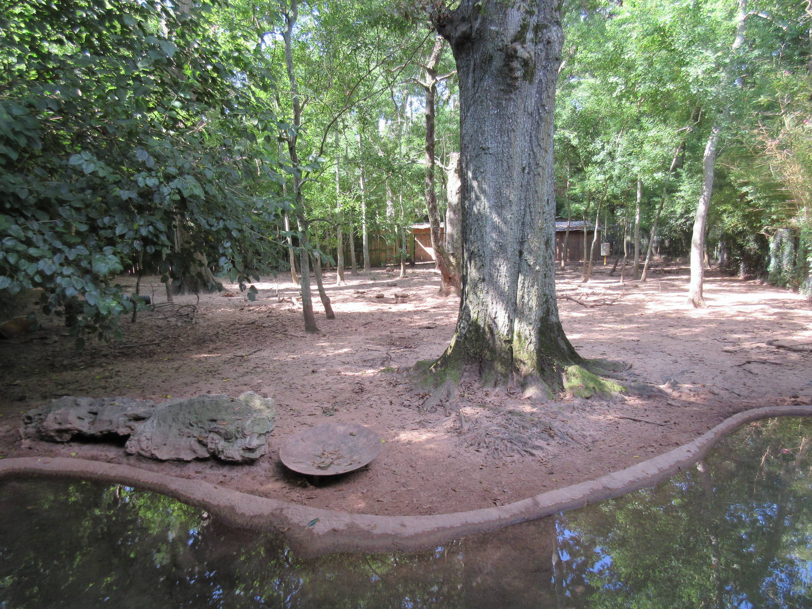 Red River Hog Exhibit - enormous!