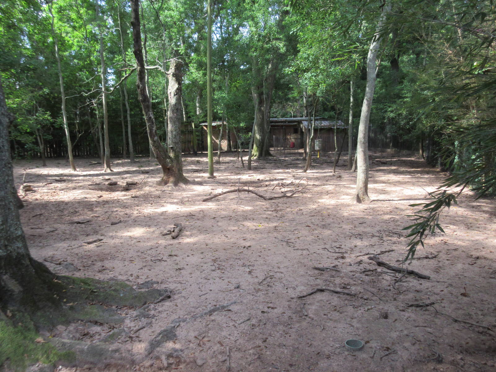 Red River Hog Exhibit - enormous!