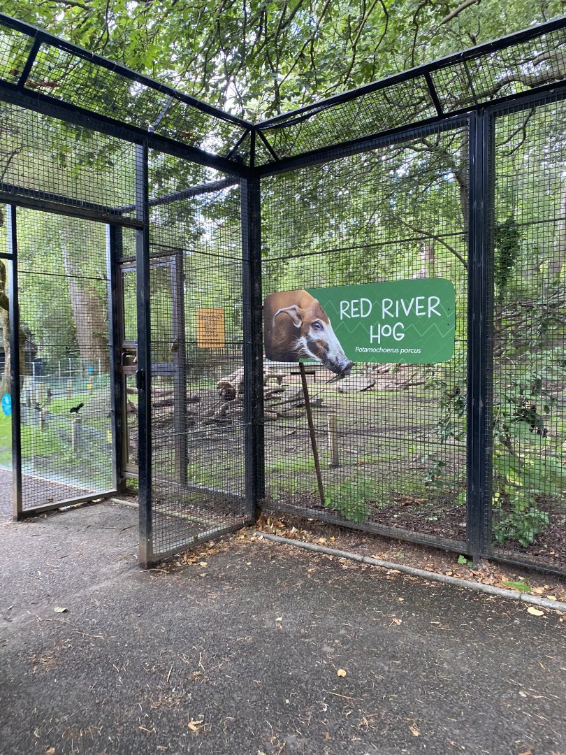 Red River Hog Exhibit Entry