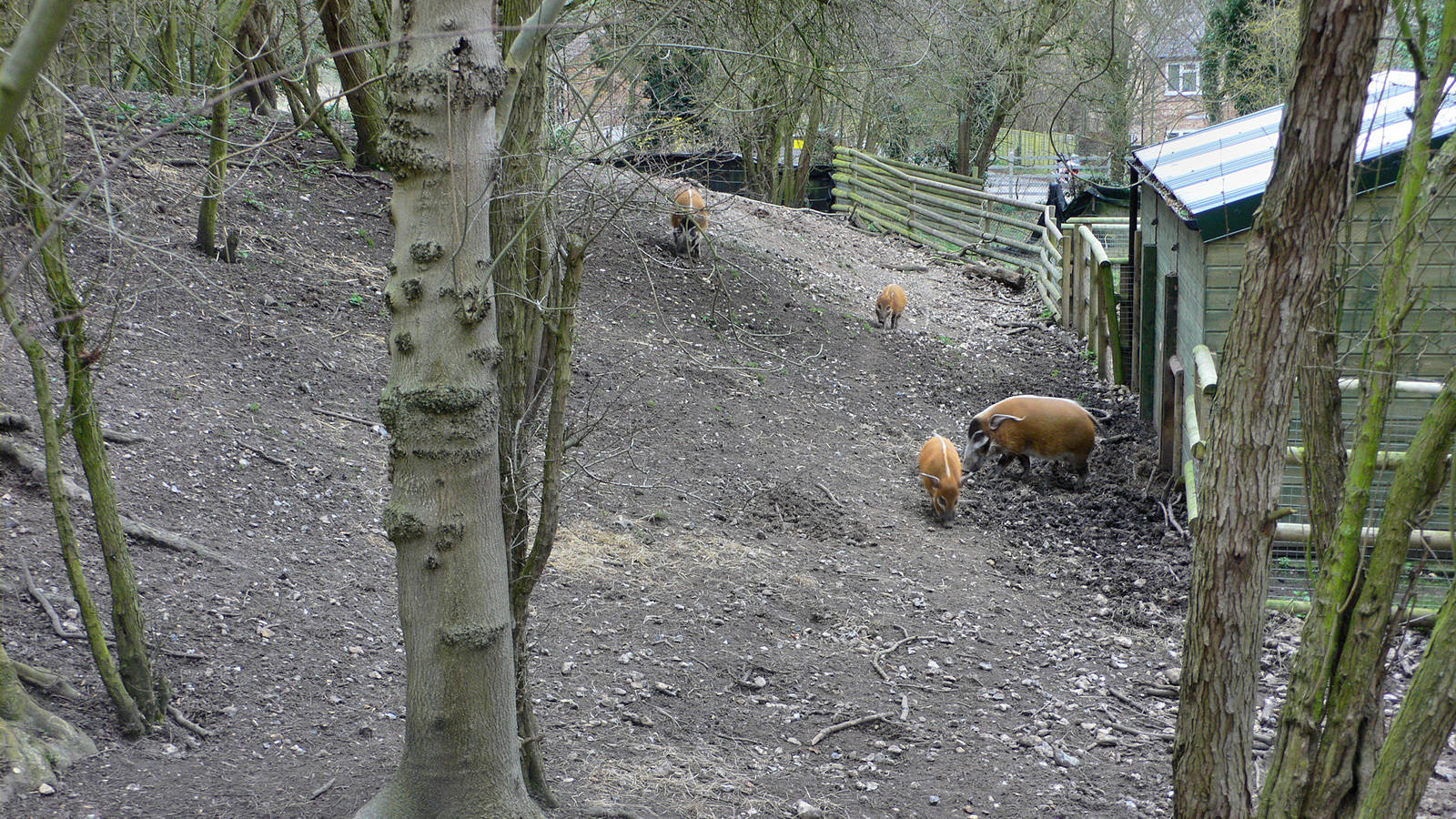 Red River Hog Exhibit, Howletts, 14 March 09