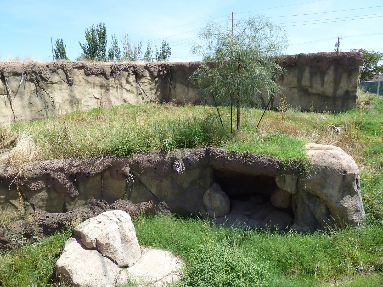 Red River Hog Exhibit - New Exhibit For 2011
