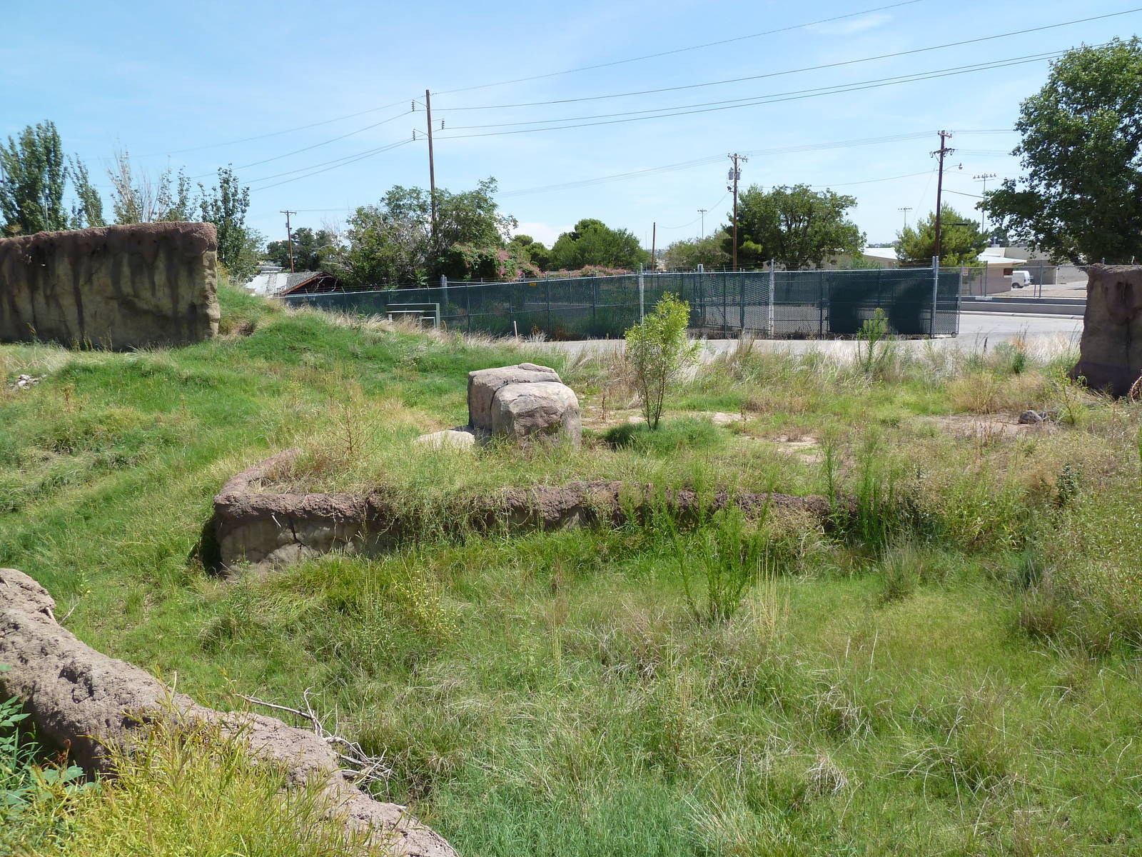 Red River Hog Exhibit - New Exhibit For 2011
