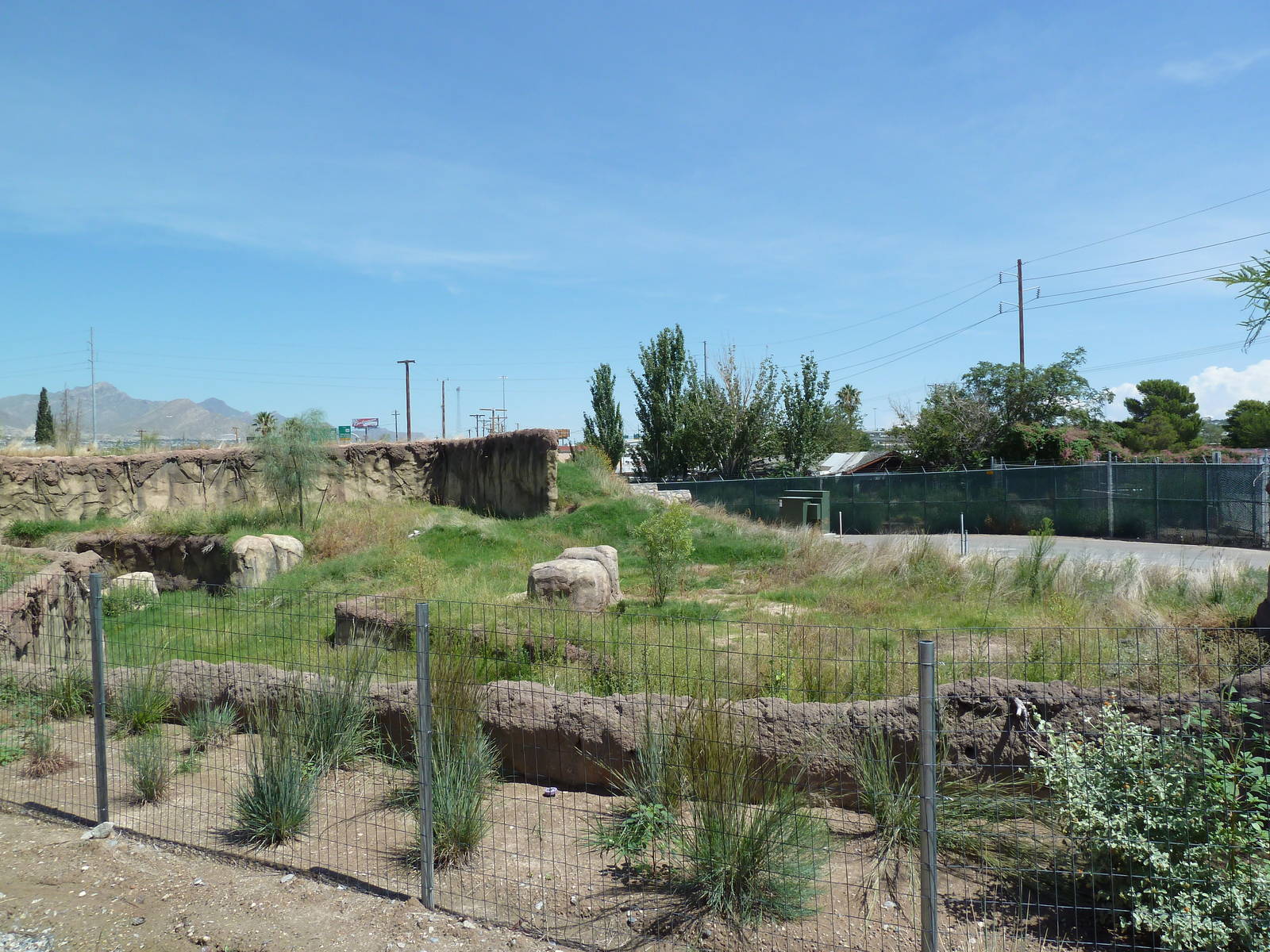 Red River Hog Exhibit - New Exhibit For 2011