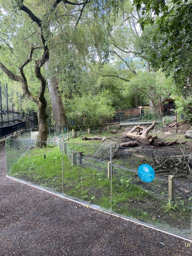 Red River Hog Exhibit New