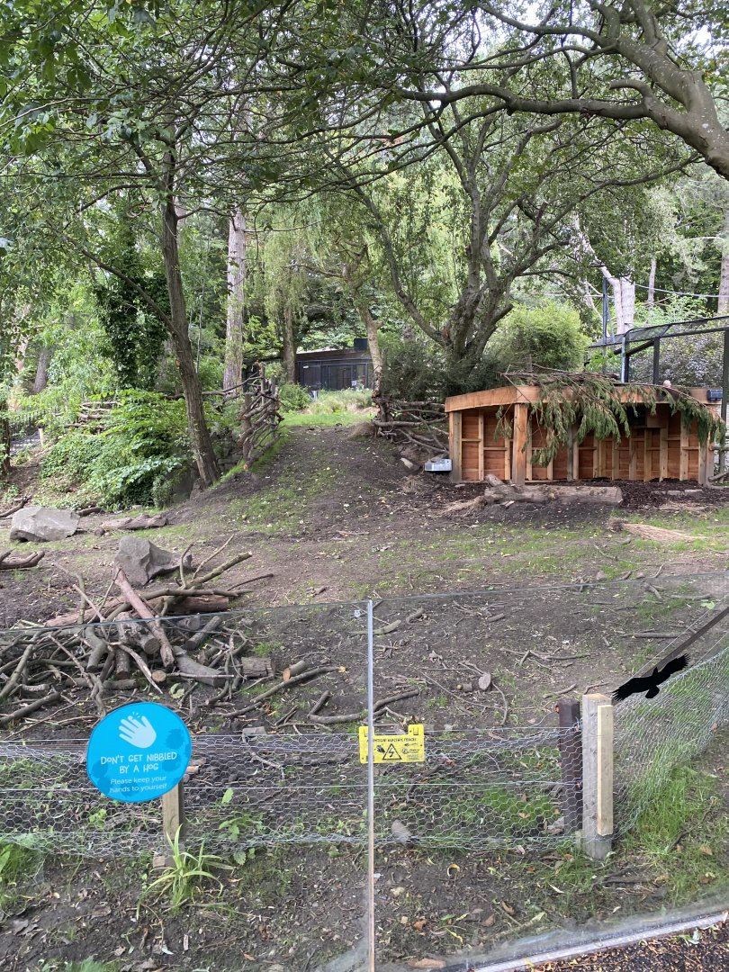 Red River Hog Exhibit New