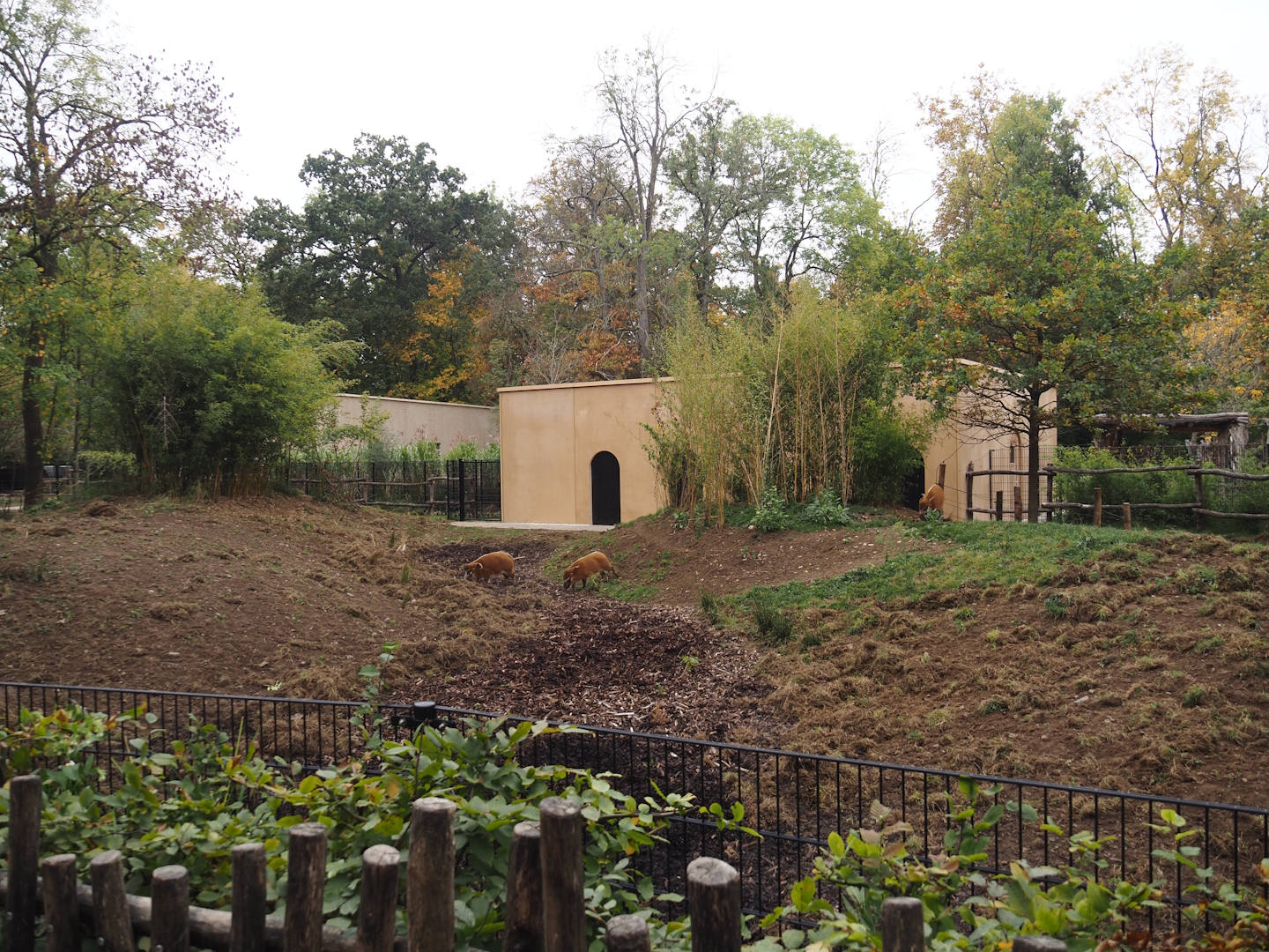 Red river hog exhibit - Not so green anymore, 2025-10-19