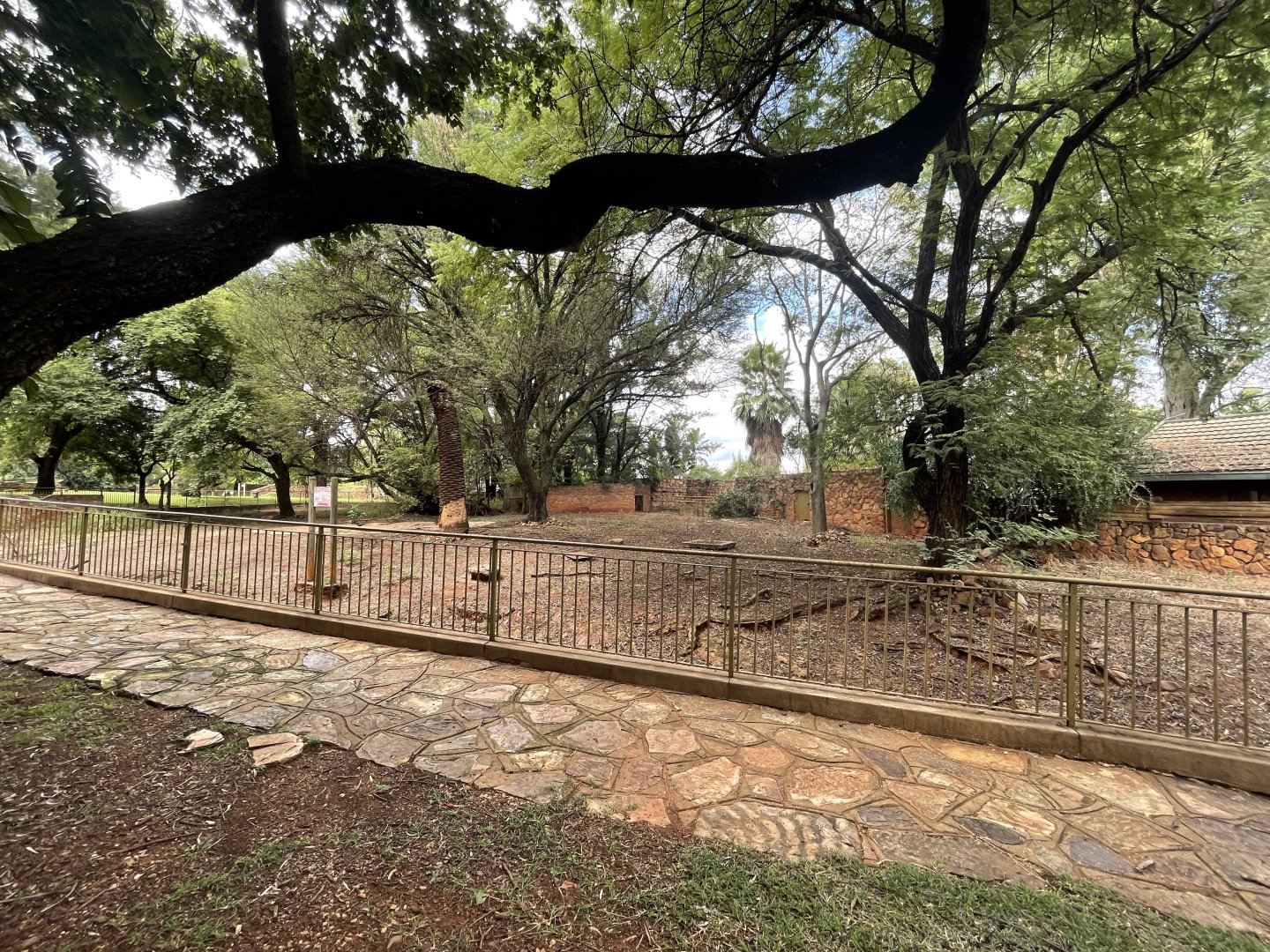 Red River Hog Exhibit (Potamochoerus porcus)