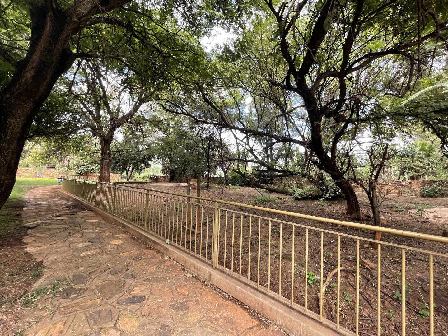 Red River Hog Exhibit (Potamochoerus porcus)