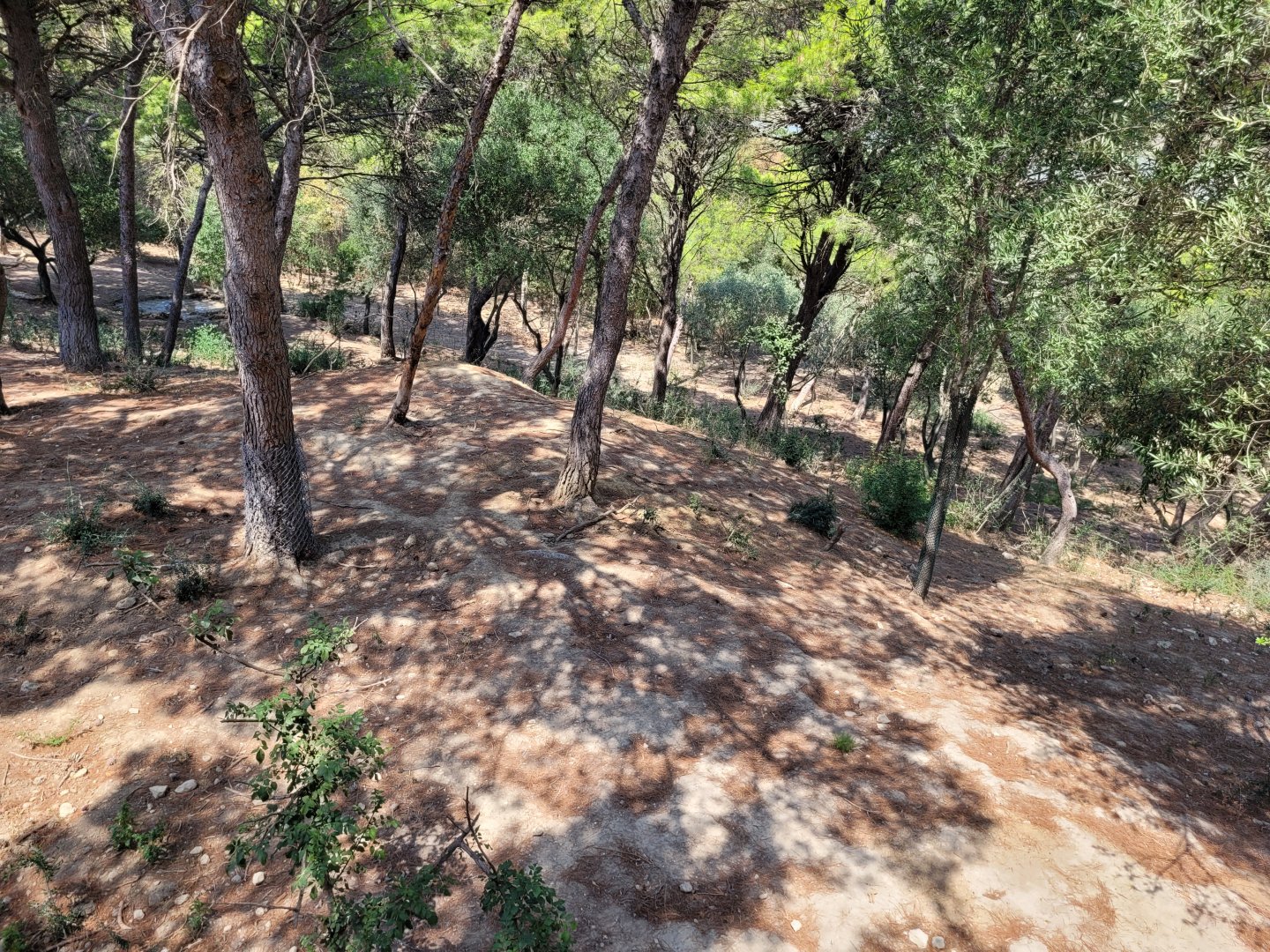 Red river hog exhibit -Réserve Africaine de Sigean (2022)