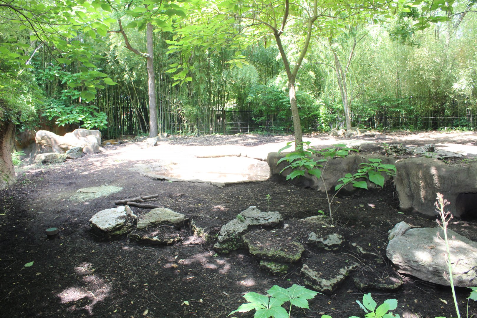 Red River Hog Exhibit - Rivers Edge