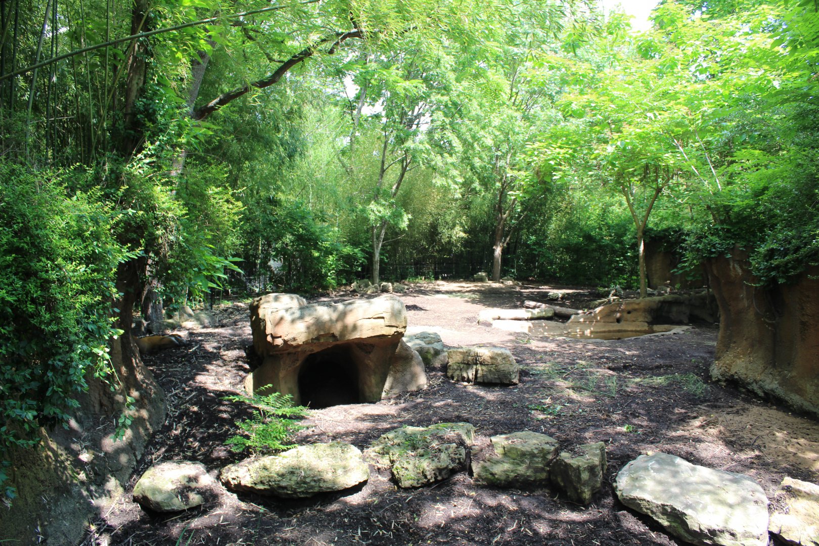 Red River Hog Exhibit - Rivers Edge