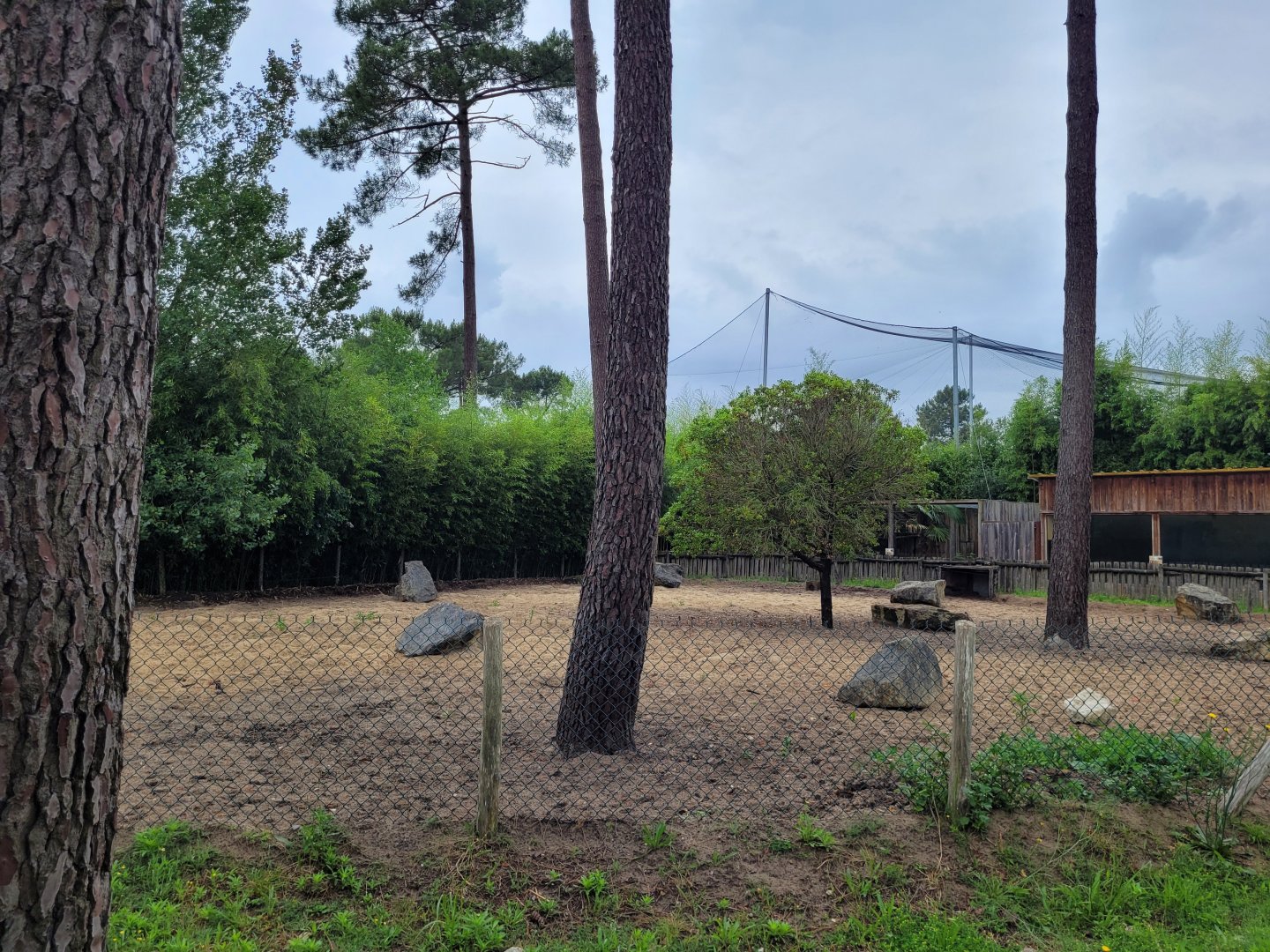 Red river hog exhibit -Zoo du bassin d'Arcachon (2024)
