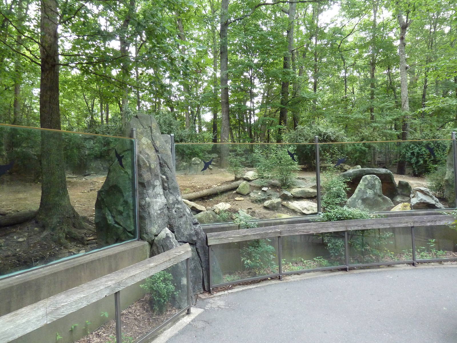 Red River Hog Exhibit