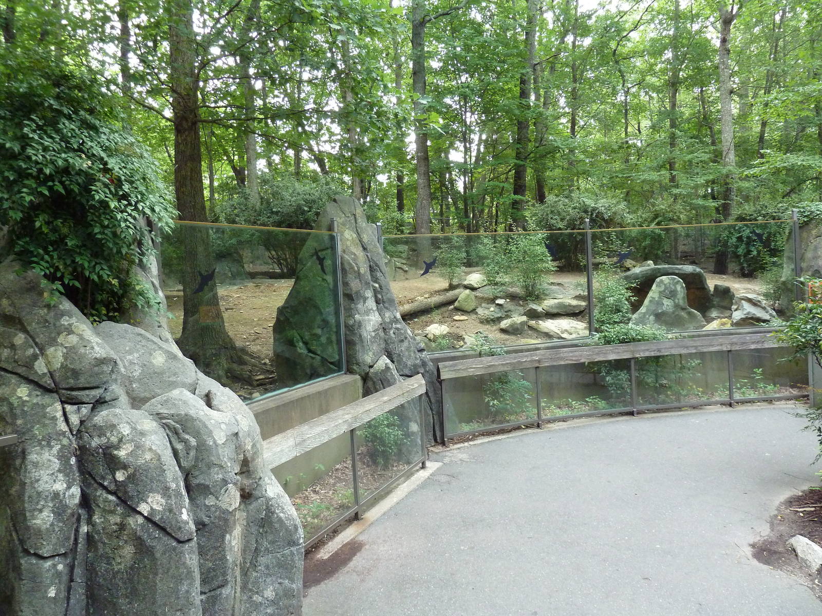Red River Hog Exhibit