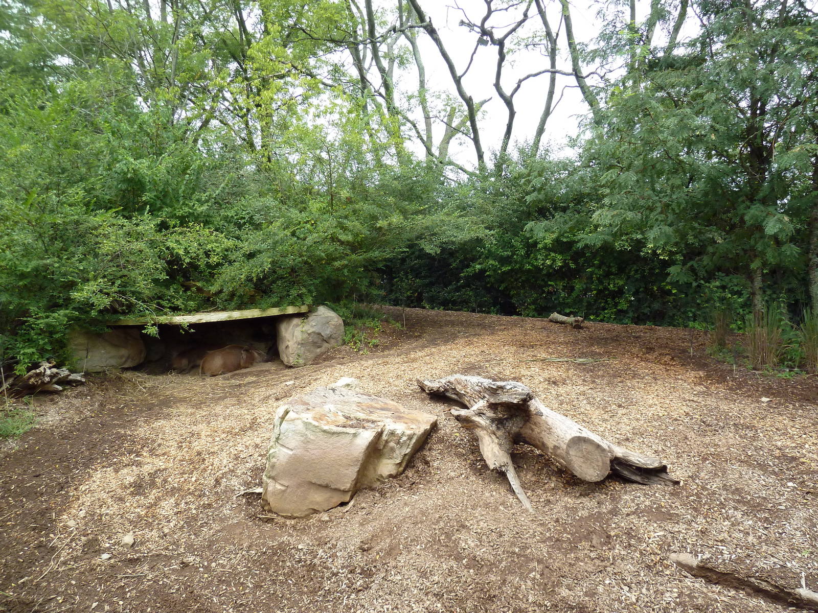 Red River Hog Exhibit
