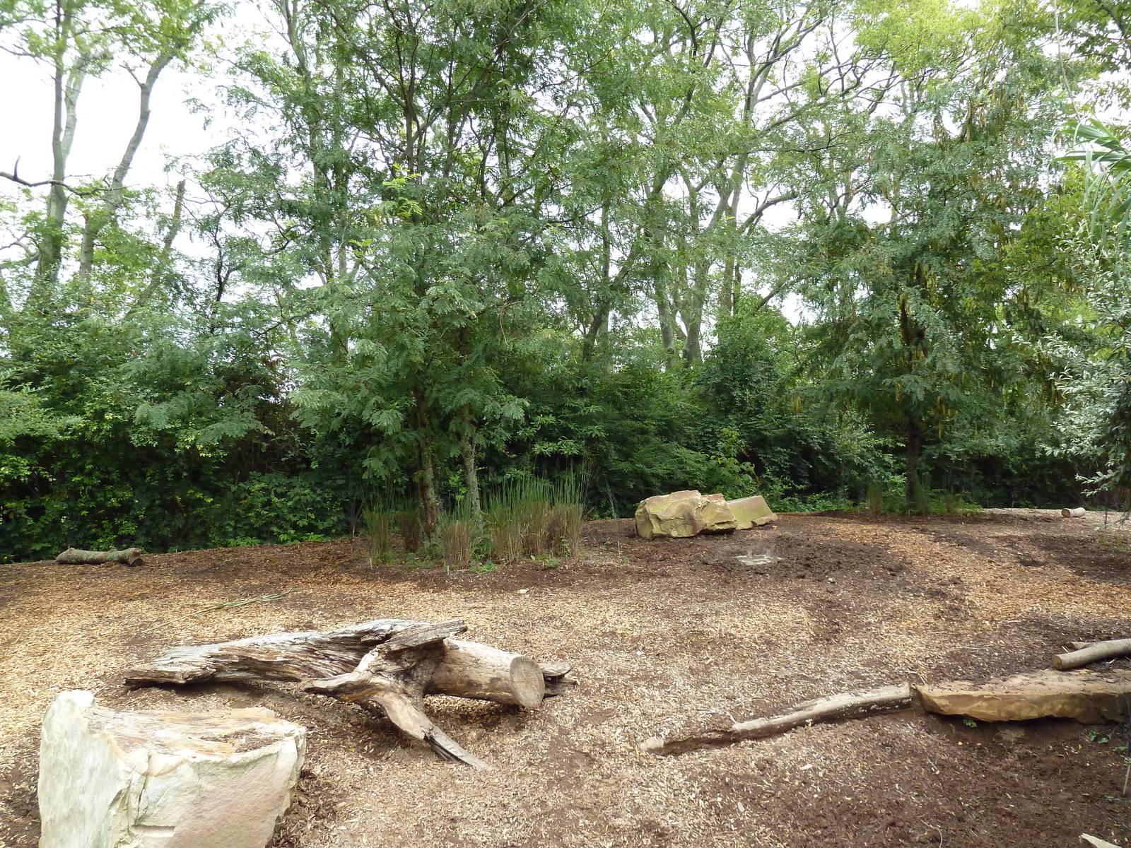 Red River Hog Exhibit